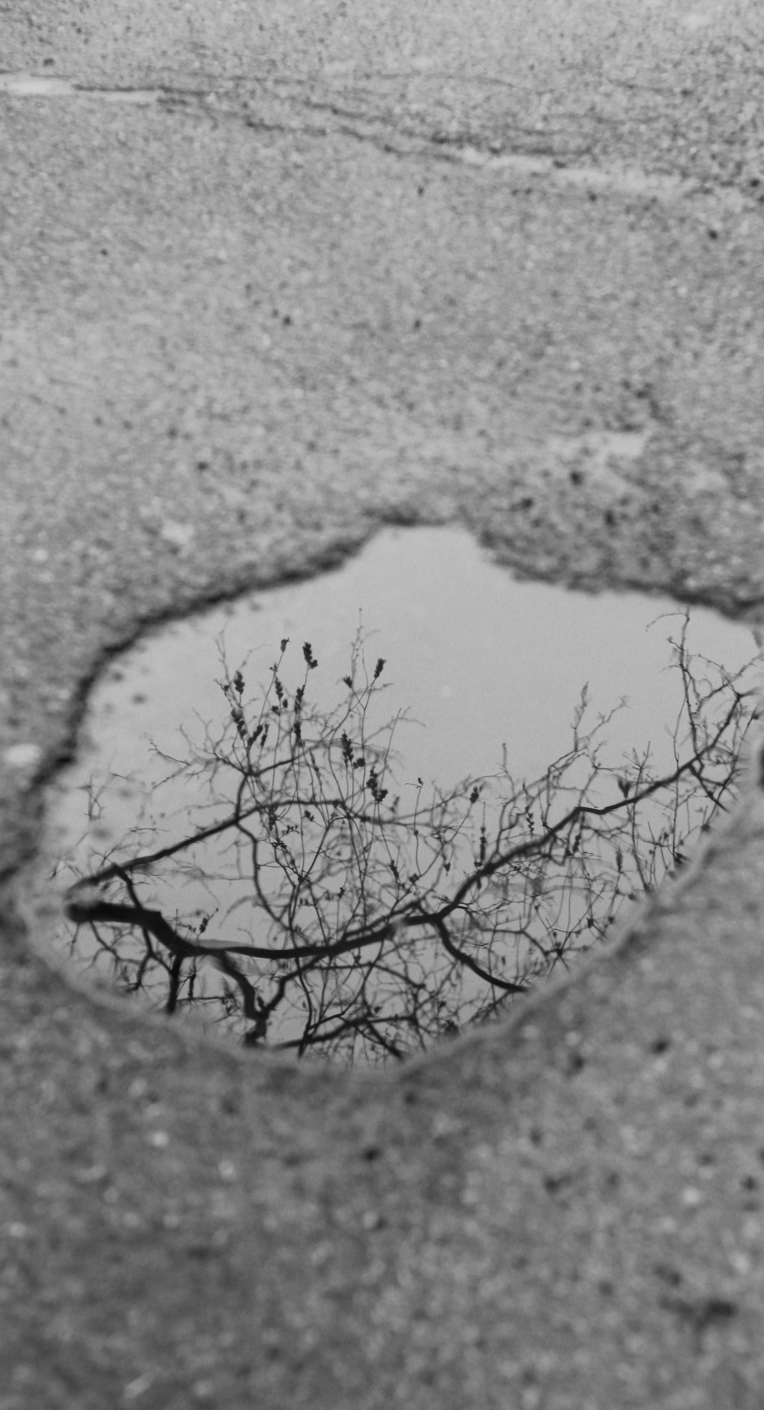 Puddle reflecting bare tree branches on cracked pavement.