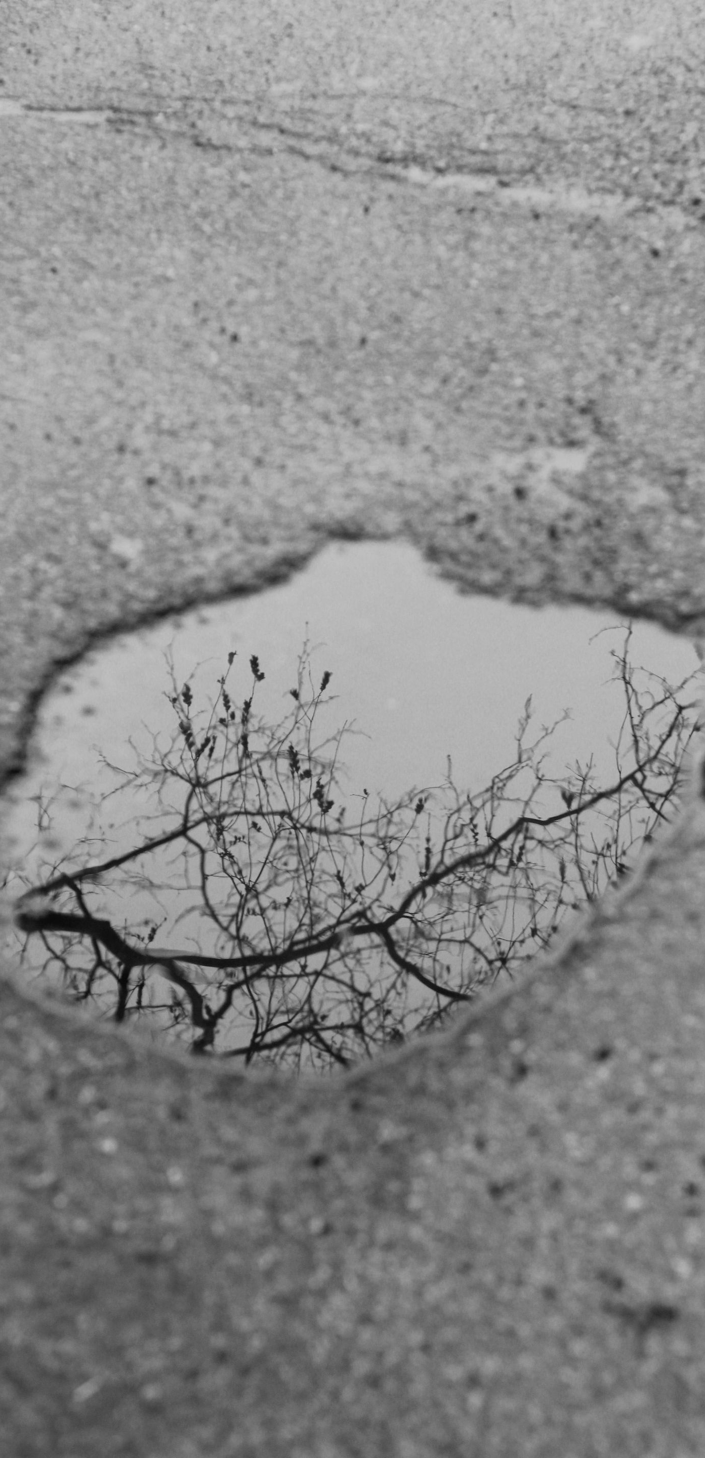 Puddle reflecting bare tree branches on cracked pavement.
