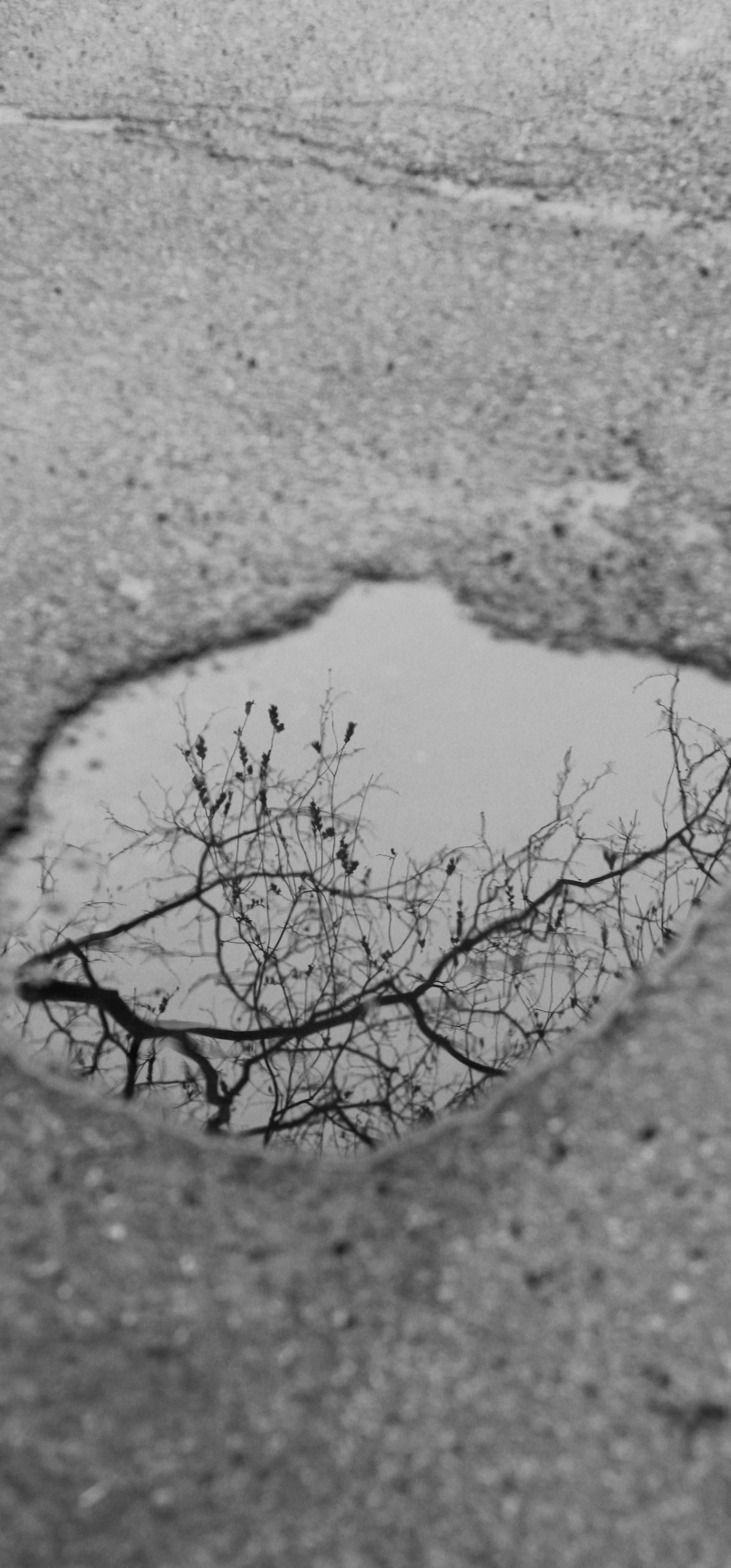Puddle reflecting bare tree branches on cracked pavement.