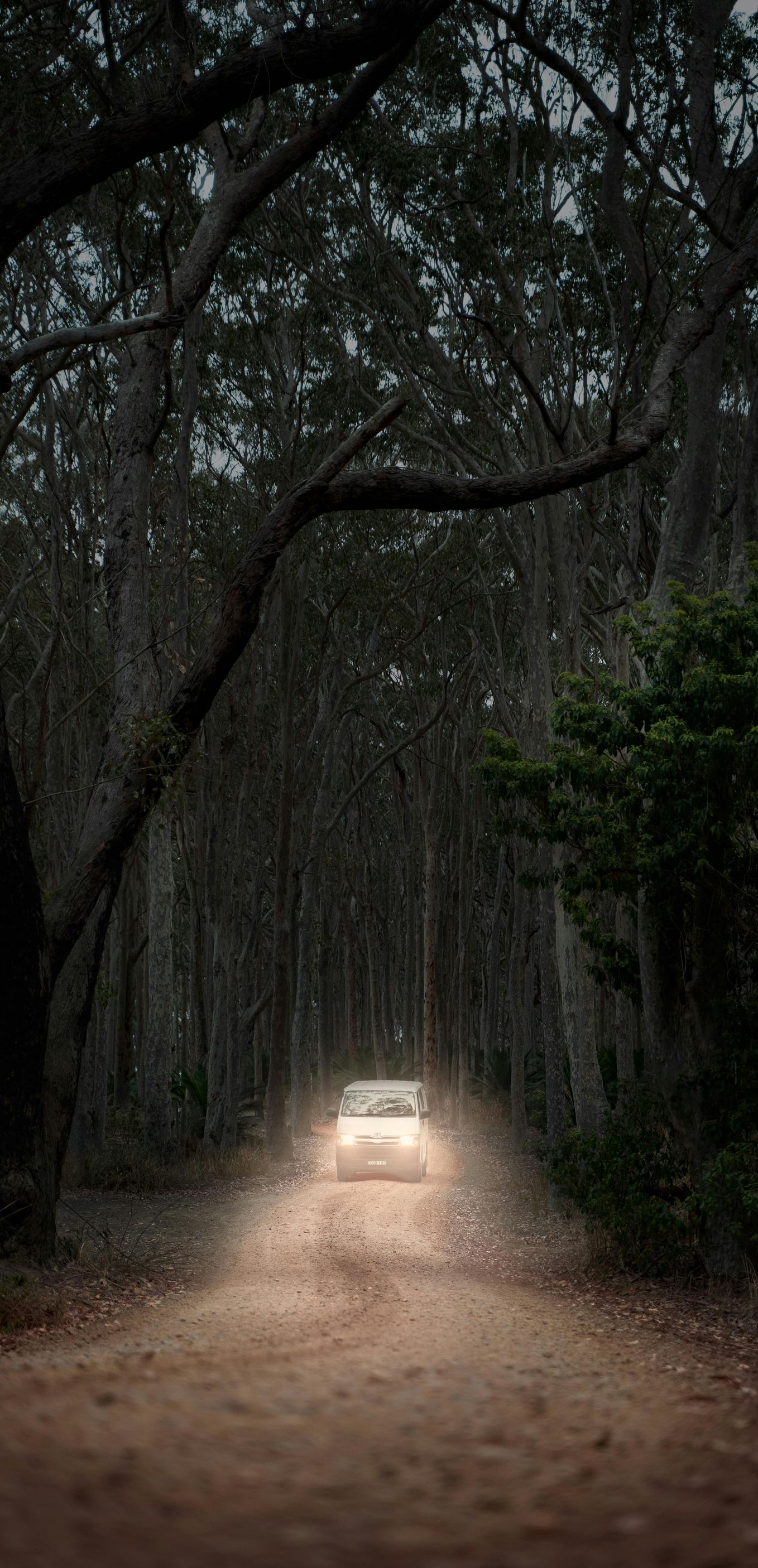 Car driving on a dirt road through a dark forest, with headlights illuminating the path.
