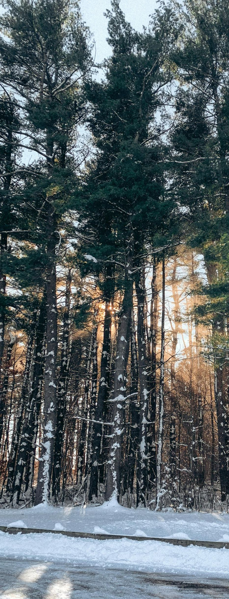 Tall evergreen trees in a snowy forest. Sunlight streams through the trees.