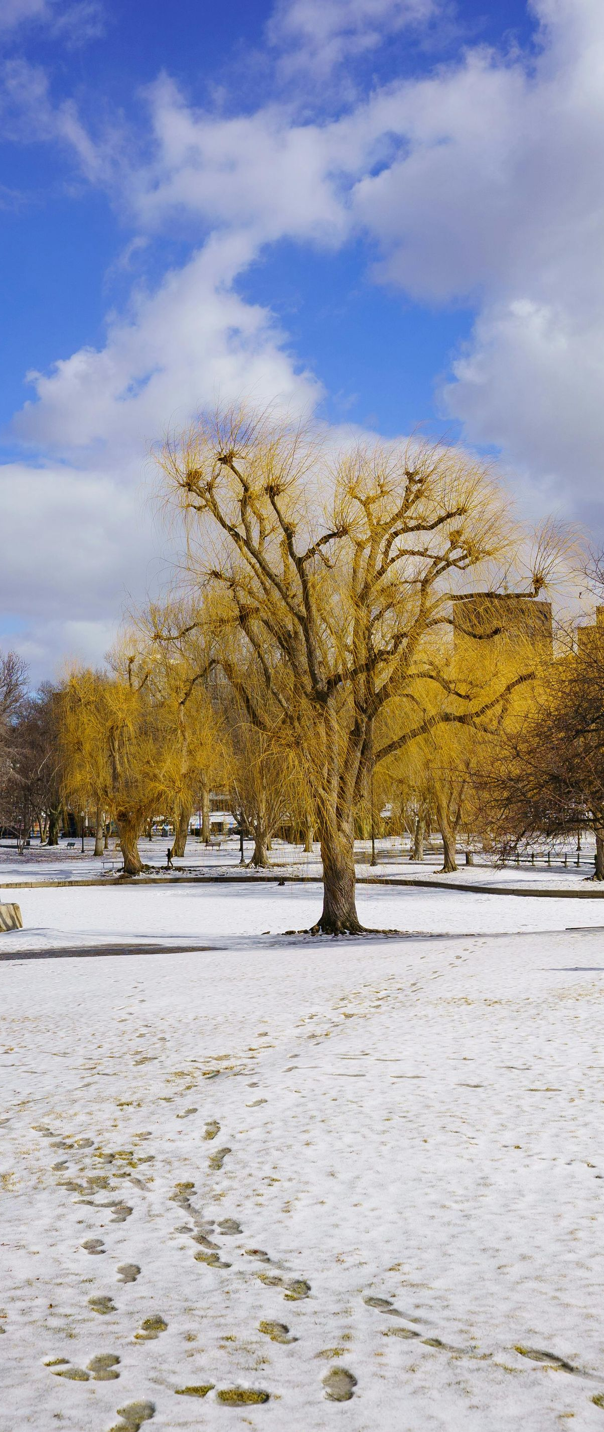 Snowy park scene with yellow-leafed trees under a partly cloudy blue sky. Footprints in the snow.