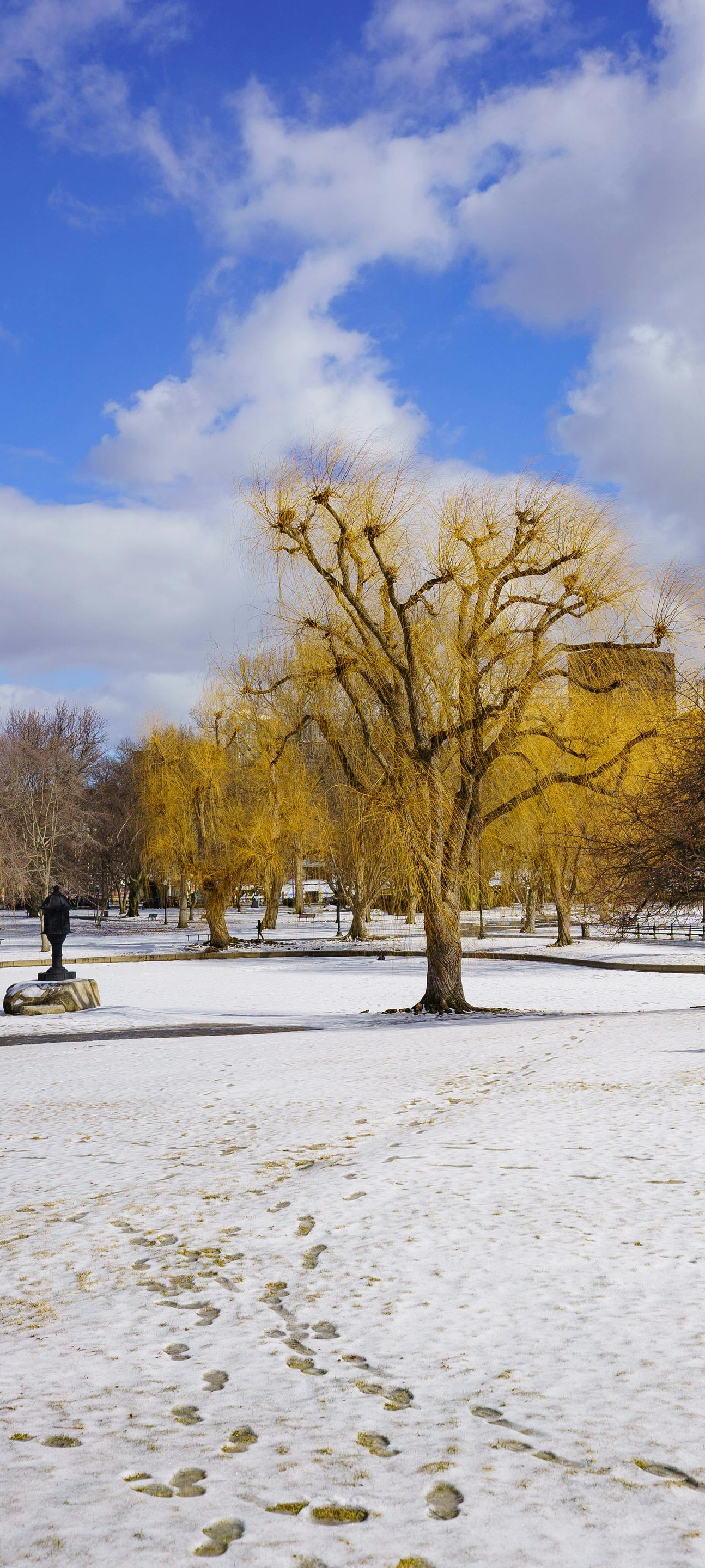 Snowy park scene with yellow-leafed trees under a partly cloudy blue sky. Footprints in the snow.