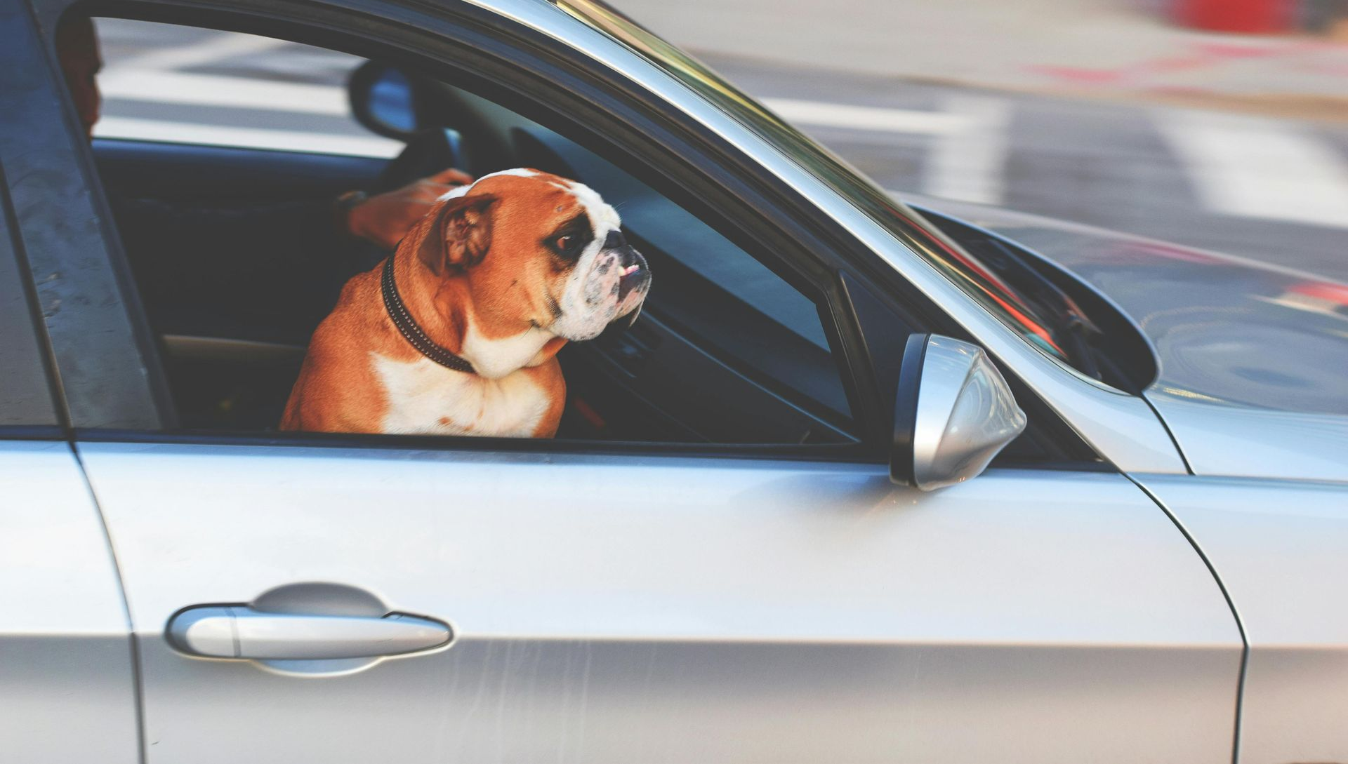 English bulldog in a silver car, head out window, looking to the side.
