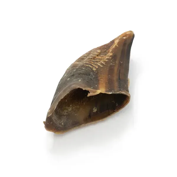 Beef Cow Hooves