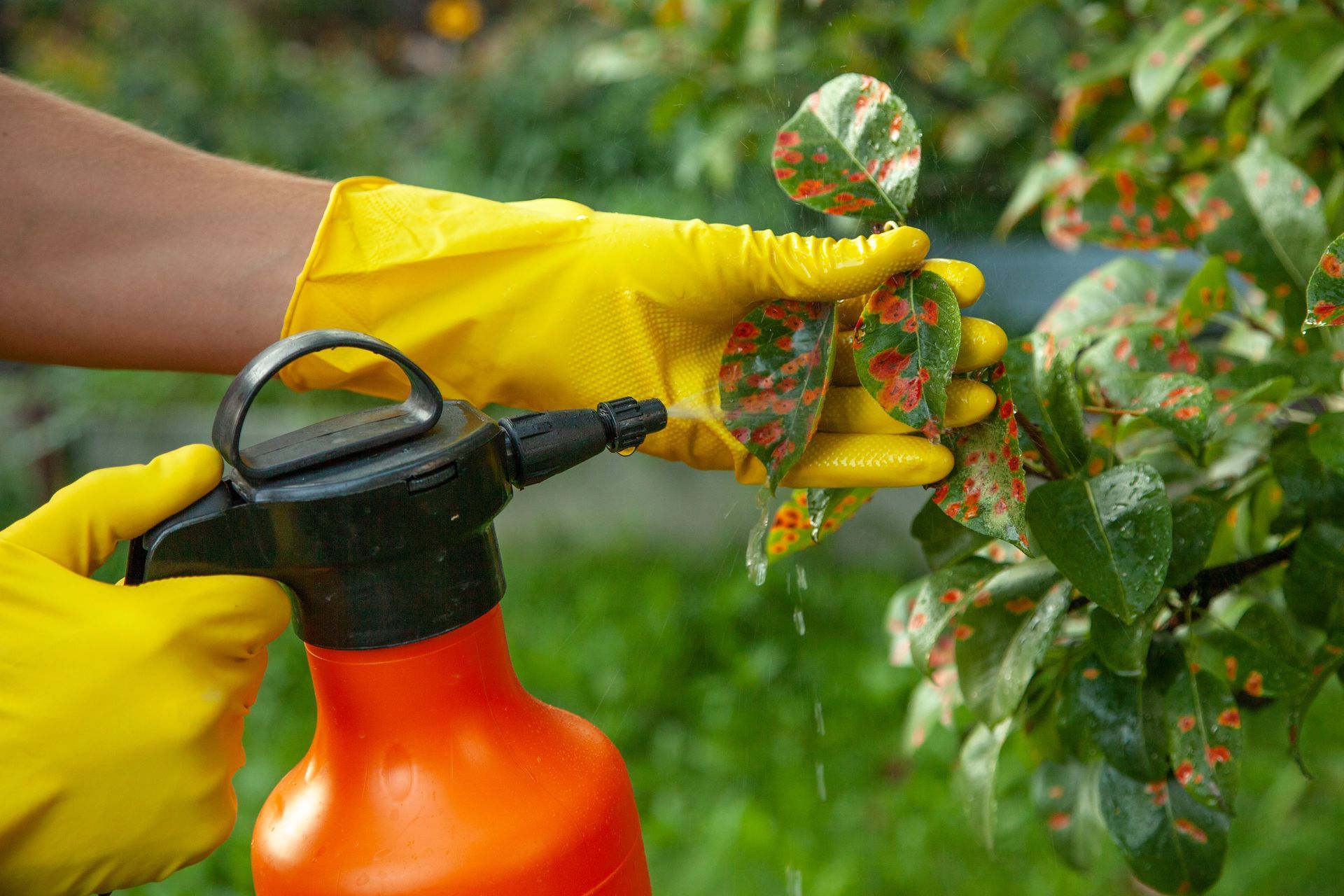 Person wearing yellow gloves spraying treatment on spotted plant leaves.