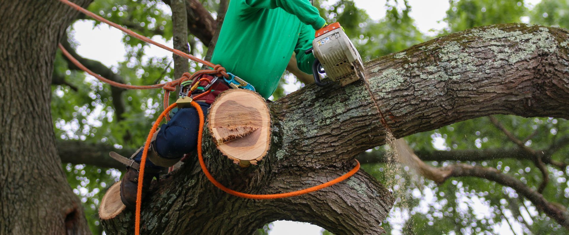 Man sitting on a large tree branch while using a chainsaw.