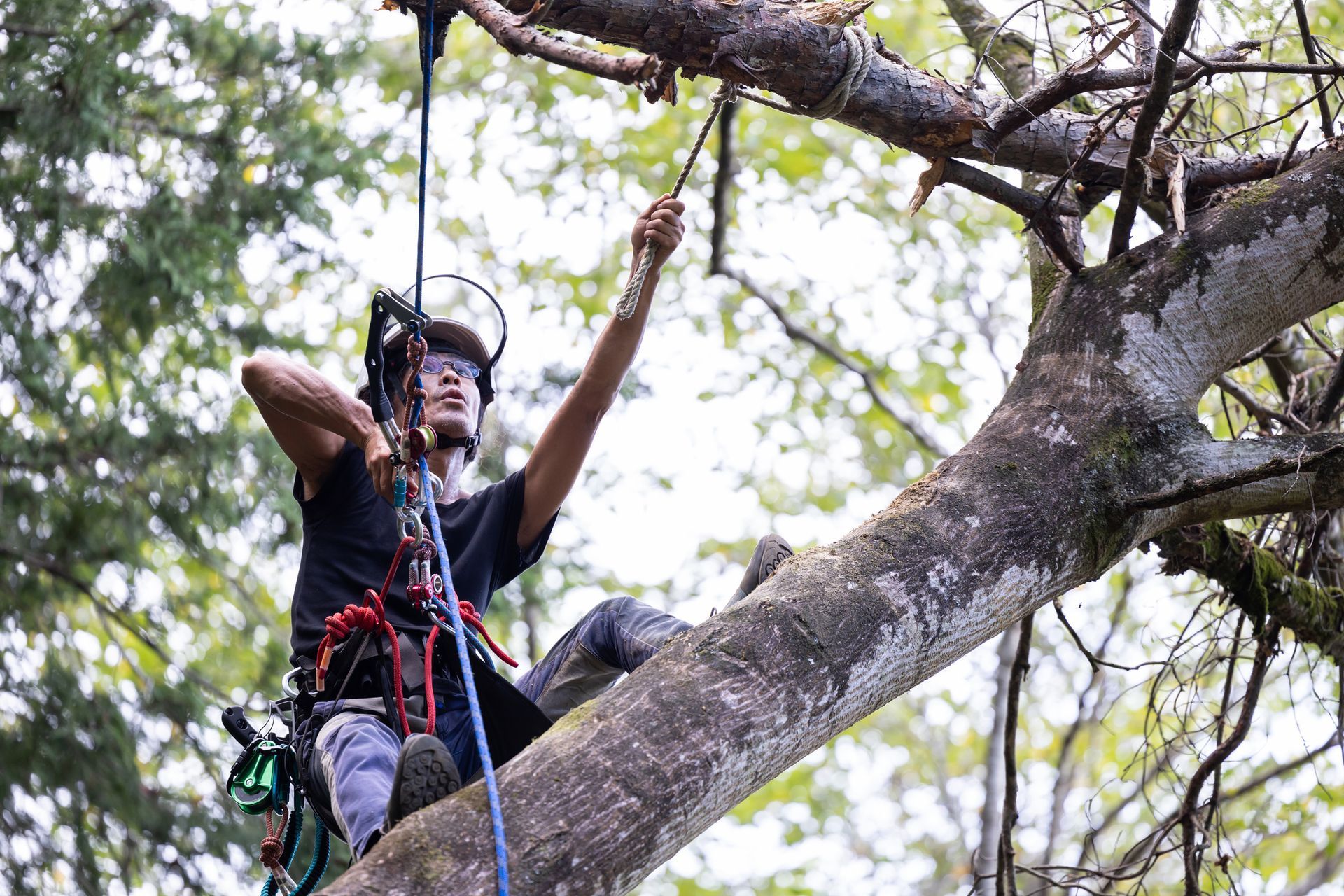 Tree climbing tree pruning by forestry workers. Tree climbing tree pruning by forestry workers.