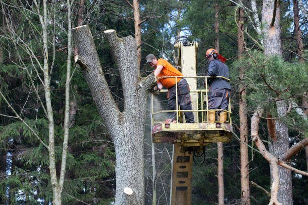 Two men cutting a tree in a forest as part of firewise tree services to promote safe maintenance.