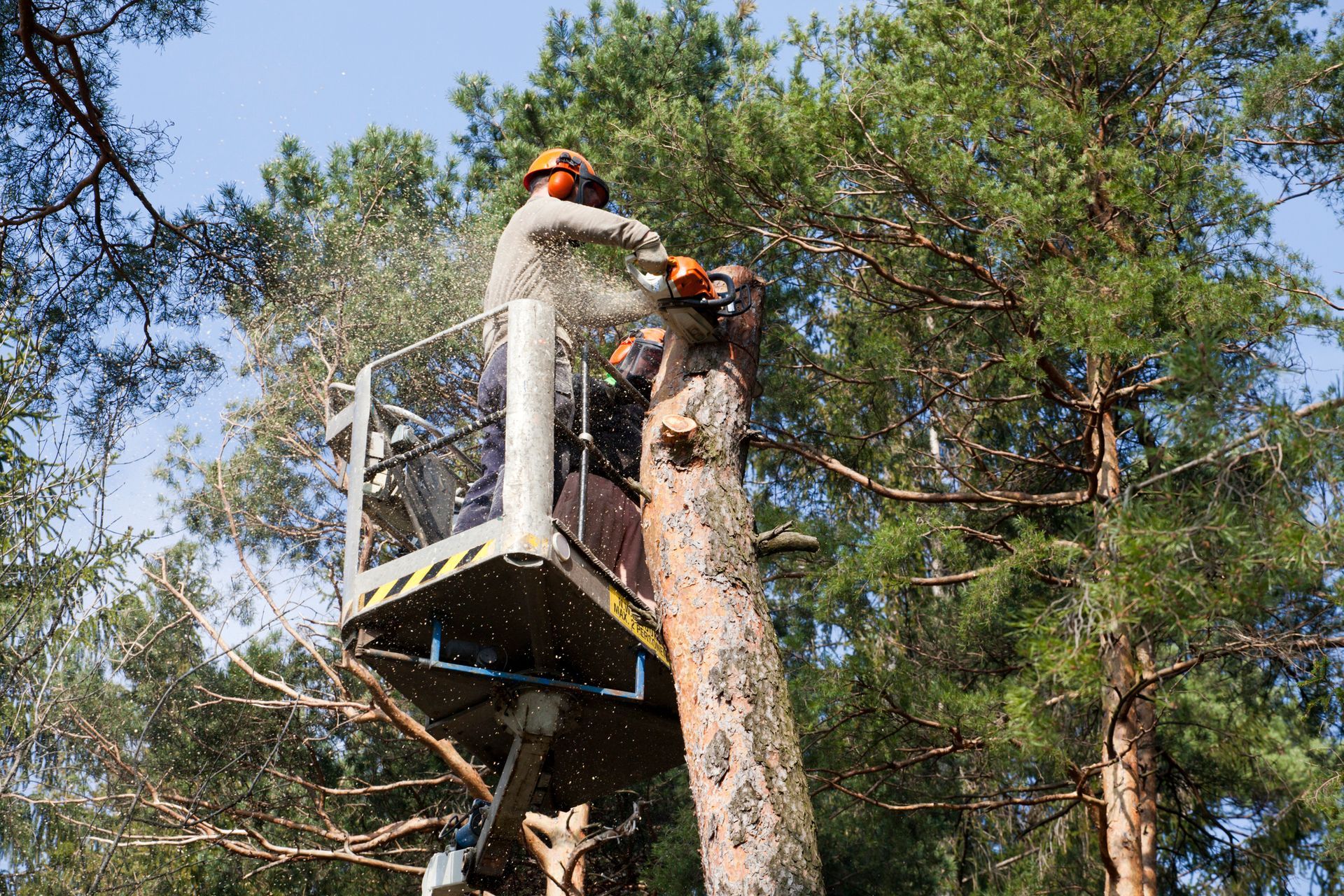 Man sawing a tree in a forest during firewise tree services to promote safe tree maintenance. Man sawing a tree in a forest during firewise tree services to promote safe tree maintenance.