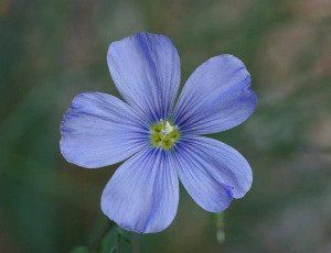 Winter Landscaping — Purple Flower in Camp Verde, AZ