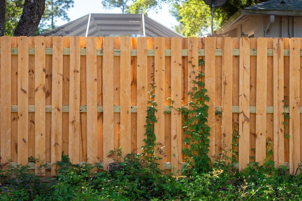 A light-colored wooden picket fence with green climbing vines growing upward, situated in front of a house and trees.