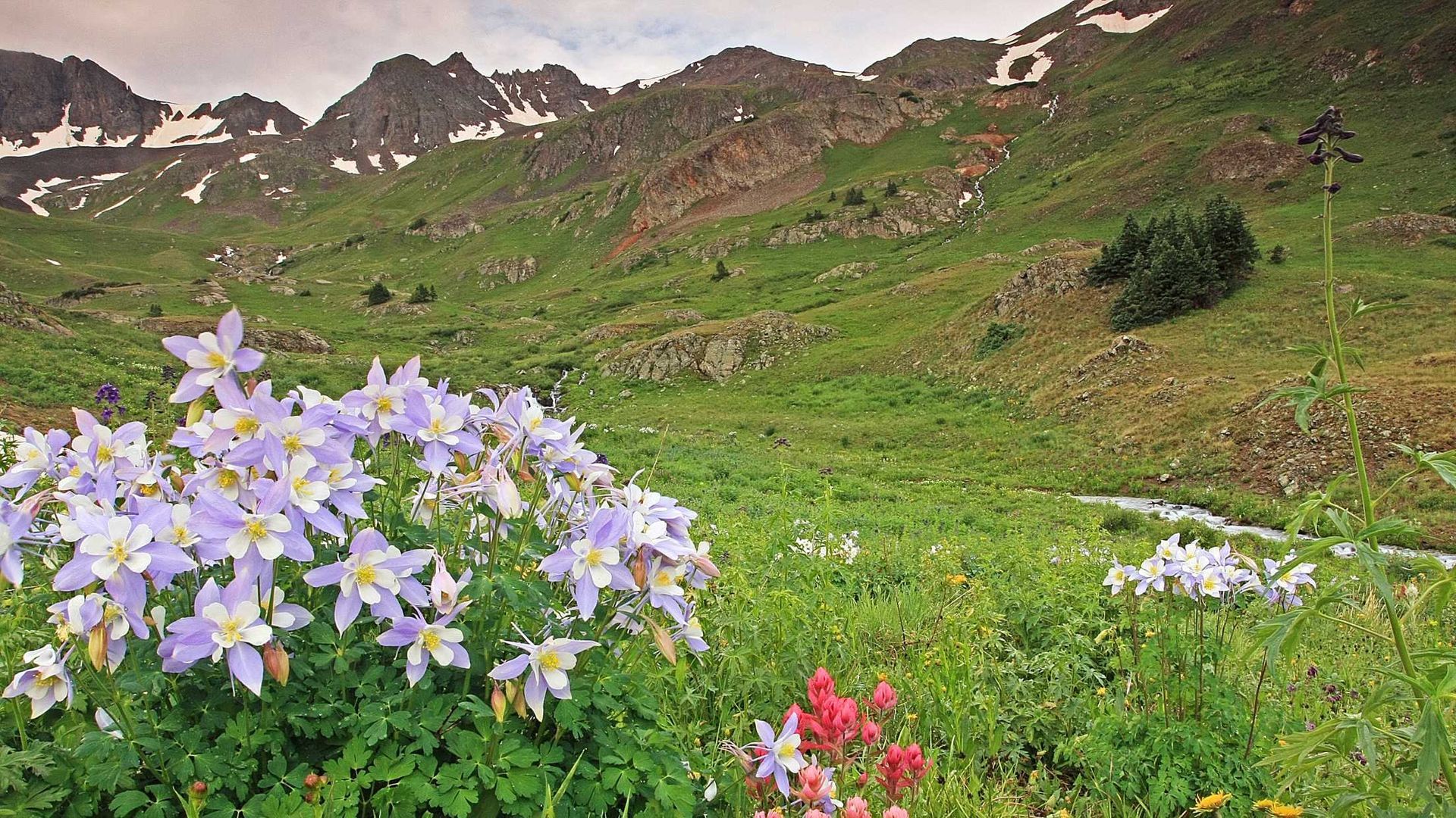 A field of flowers with mountains in the background