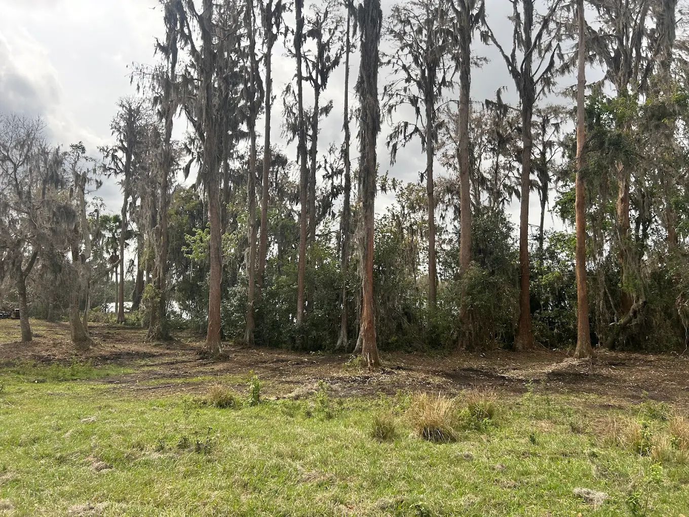 Tall, slender pine trees with Spanish moss stand in a row behind a field of green grass and dark, cleared soil.