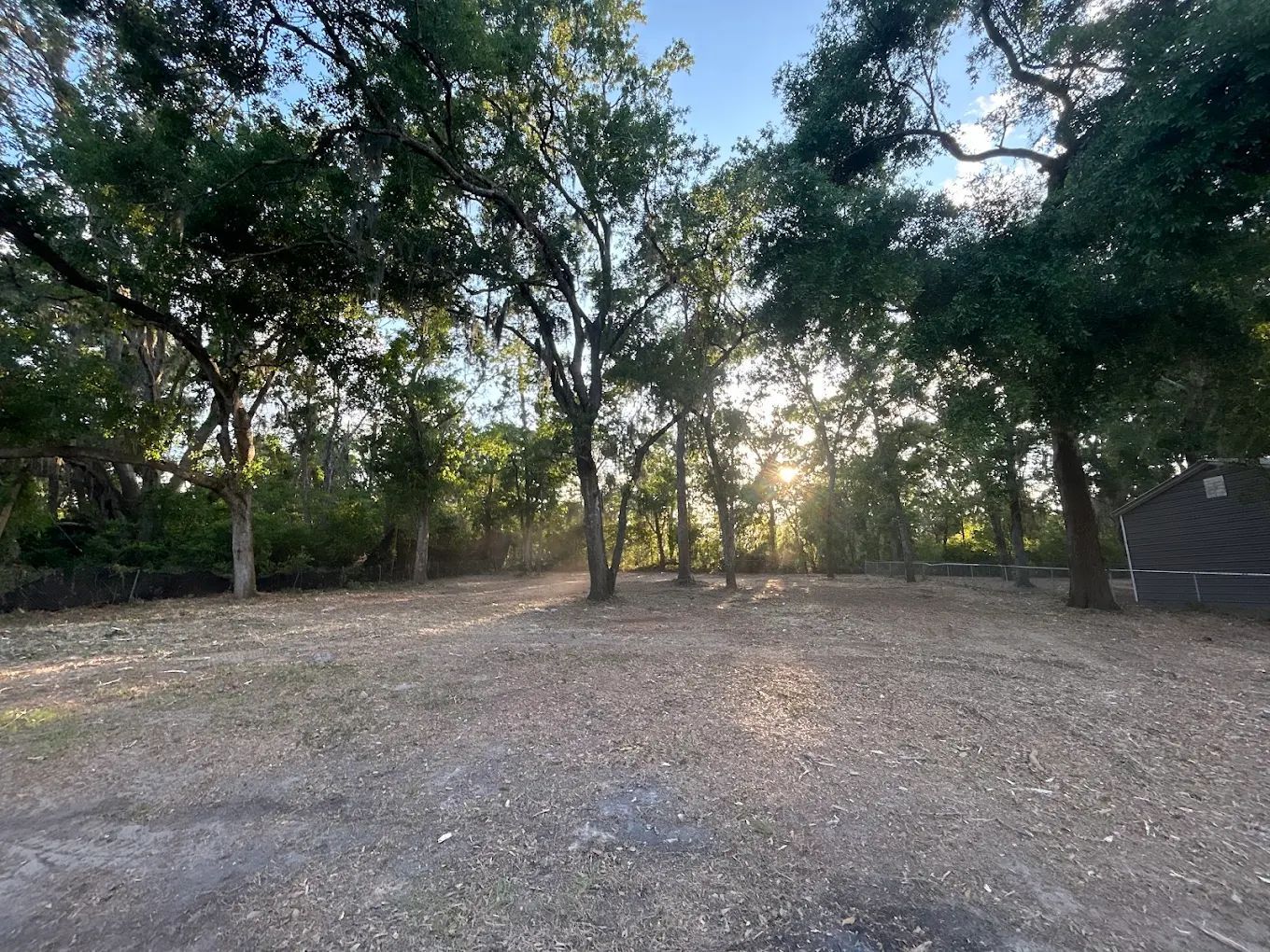 A sunlit clearing in a wooded area with mature trees and a leaf-covered ground.