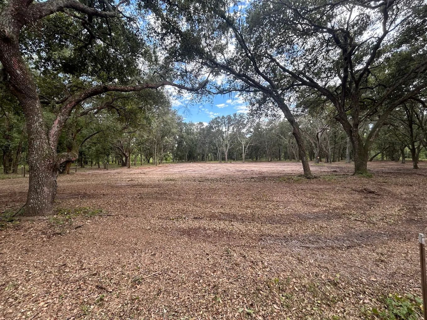 A cleared, level lot covered in brown fallen leaves, surrounded by a canopy of mature oak trees under a blue sky.