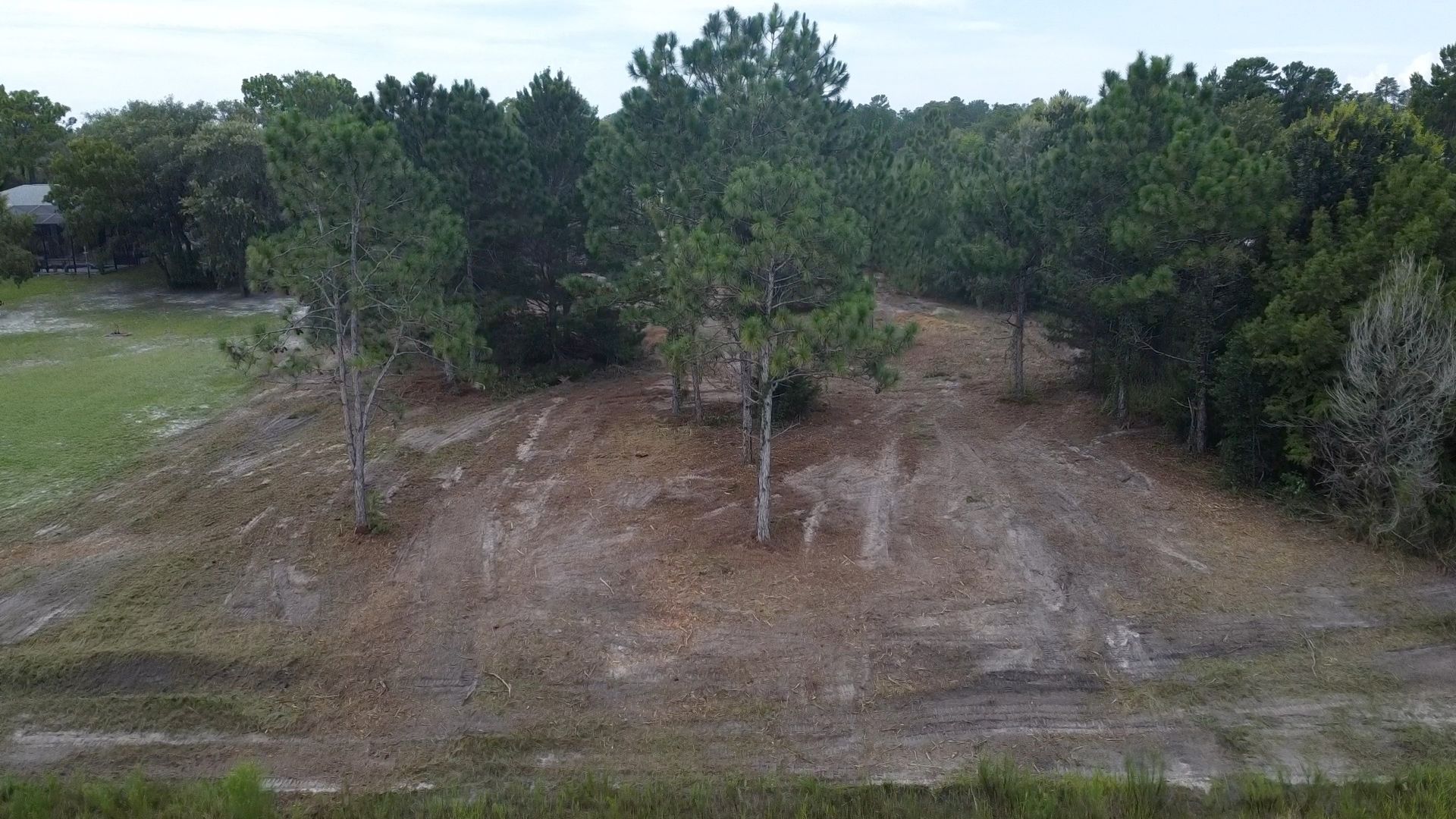 A cleared, sandy patch of land surrounded by dense pine trees and forest undergrowth.