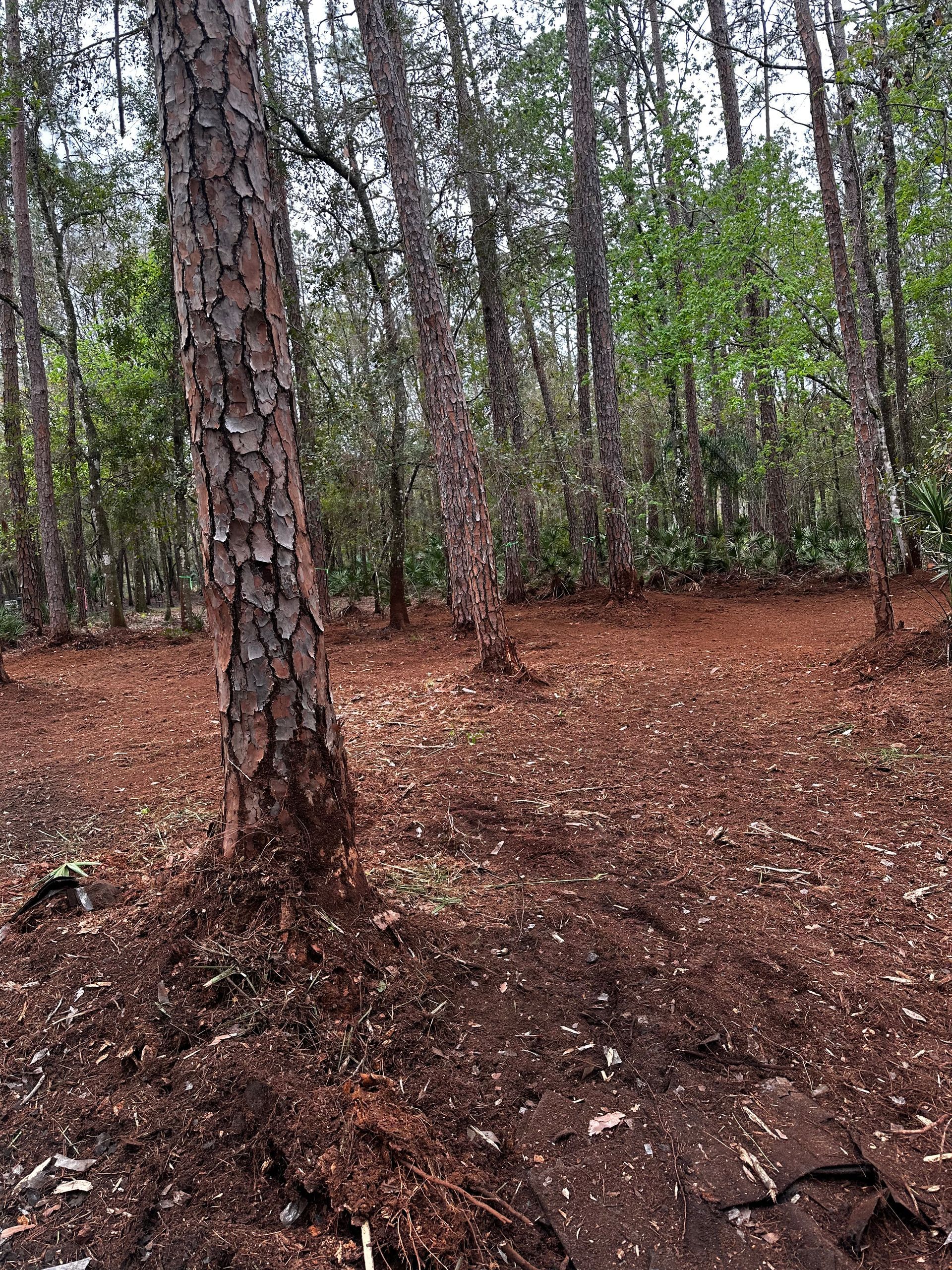 A grove of tall pine trees with brown, bark-covered trunks and needles covering the forest floor.