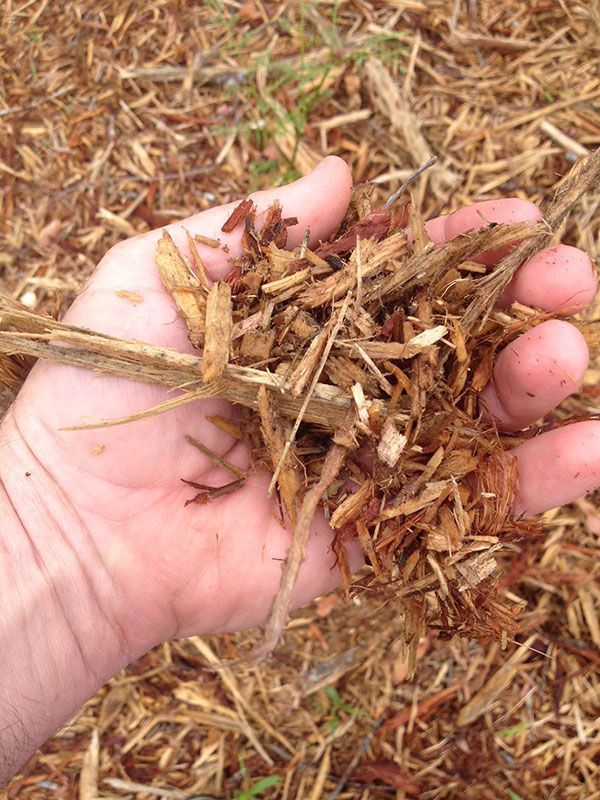 A person is holding a pile of wood chips in their hand.