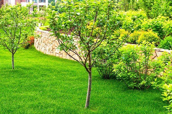 Advanced-Group-Landscaping-Trees-landscaping