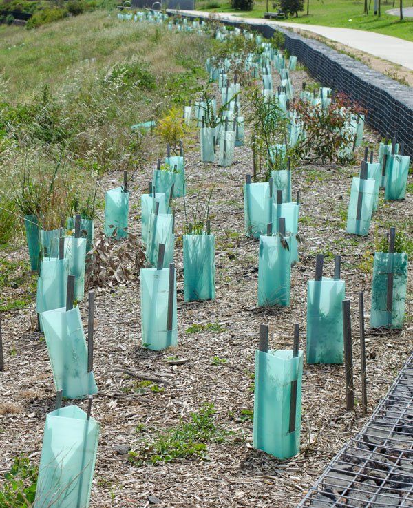 Mass tubestock planting for environmental rehabilitation