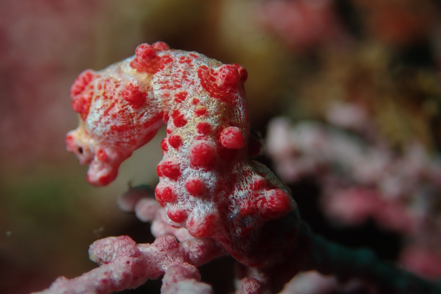 A close up of a seahorse on a coral reef.