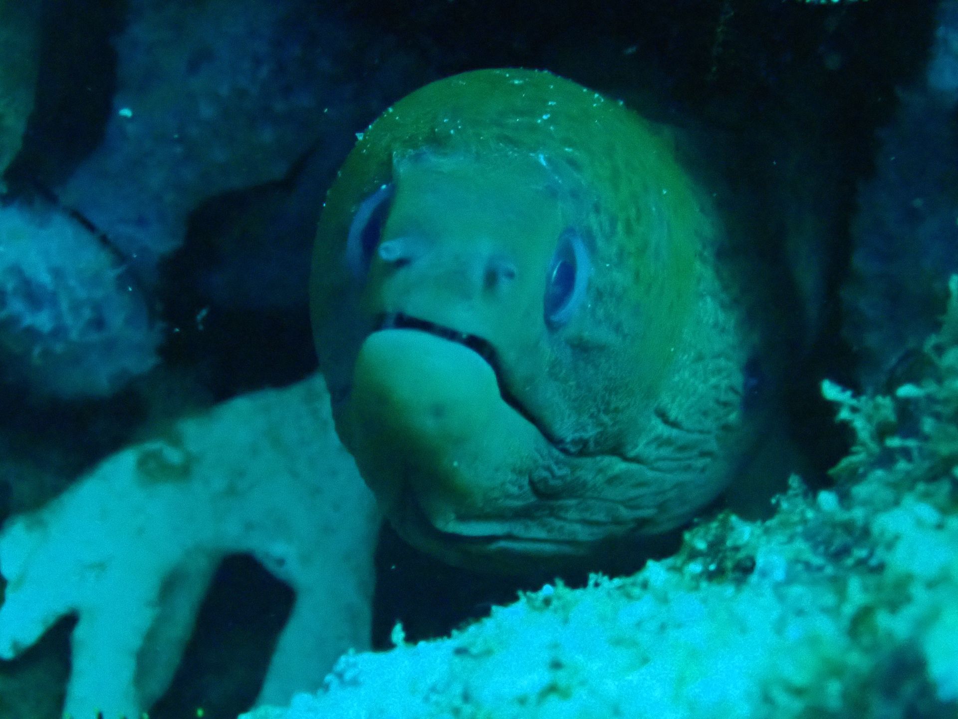 A green fish is swimming in the ocean near a coral reef.