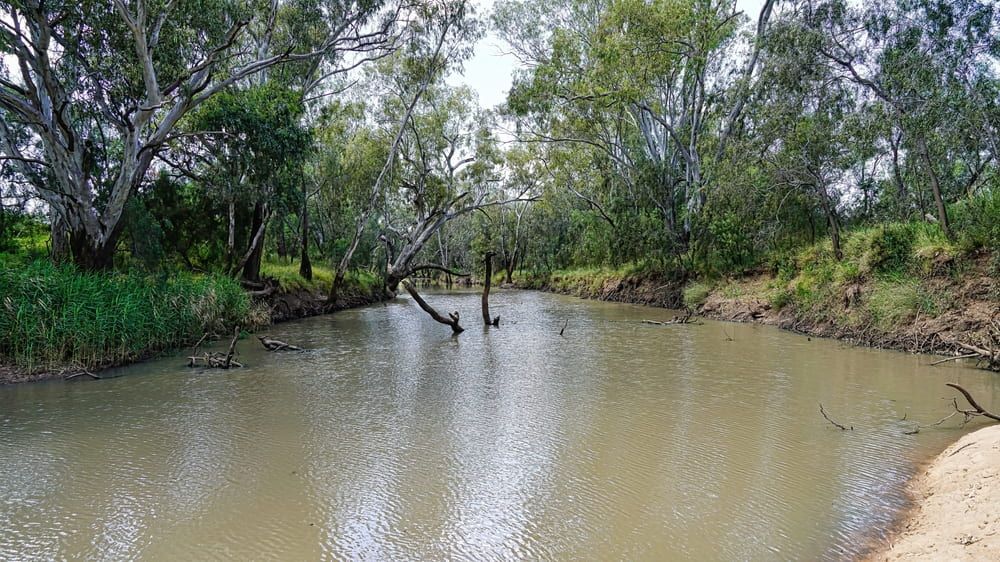 A River Surrounded by Trees and Grass in The Middle of A Forest — Maslin Concrete Pumping in Condobolin, NSW
