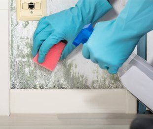 Mold Remediation — Mold Removal in Colorado Springs, CO