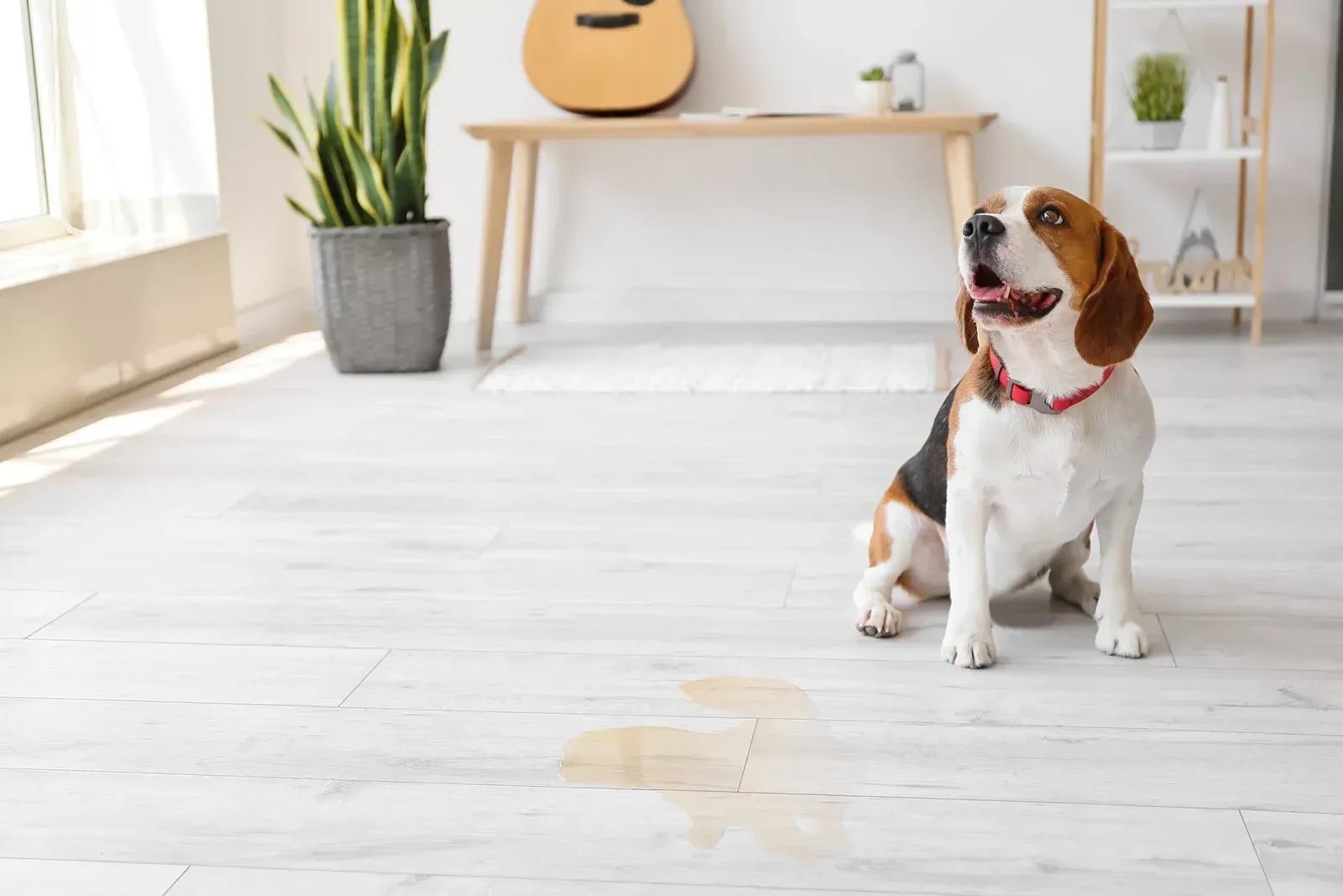 A beagle dog is sitting on a wooden floor in a living room.