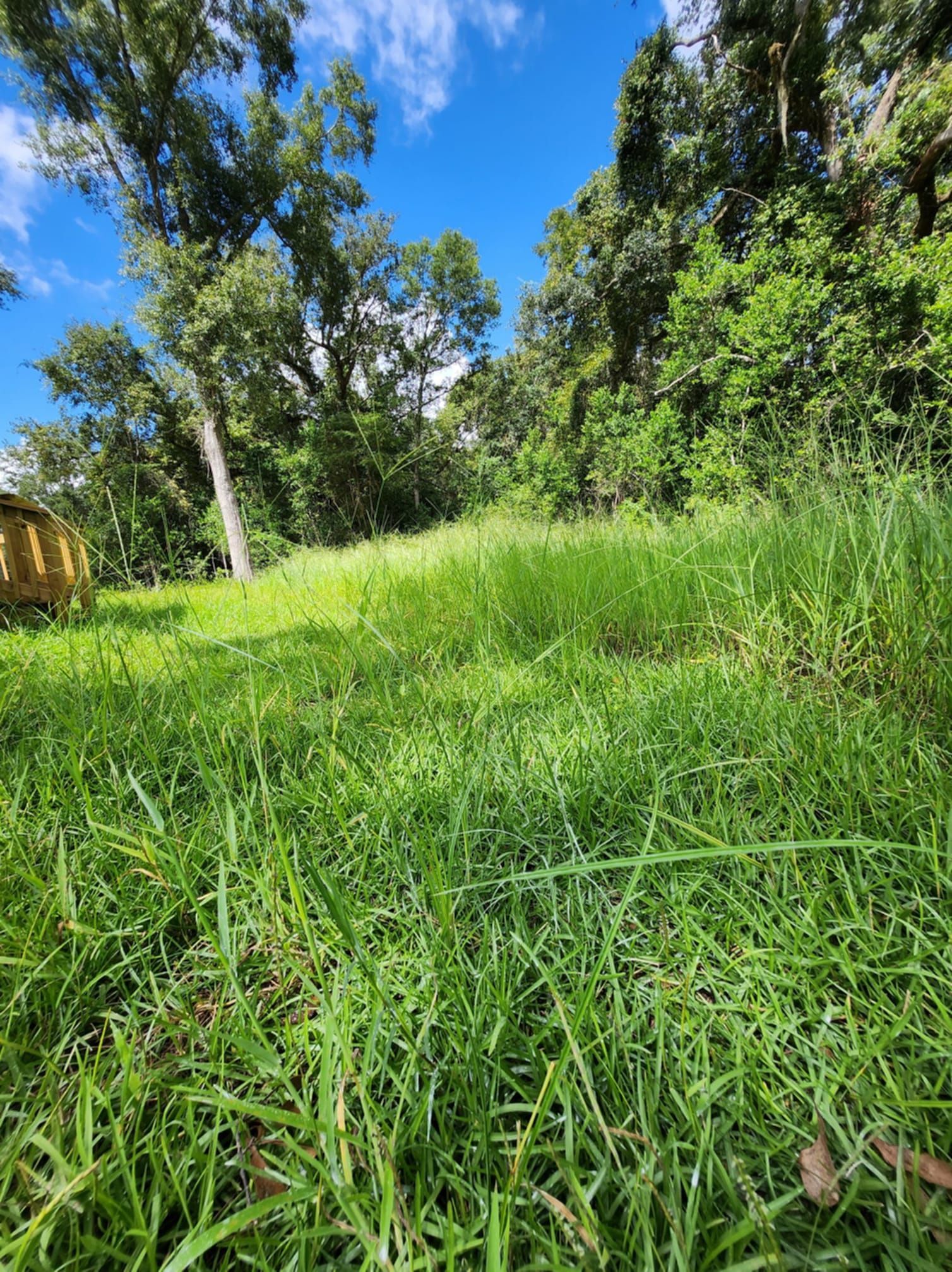 Grassy field with trees and blue sky.