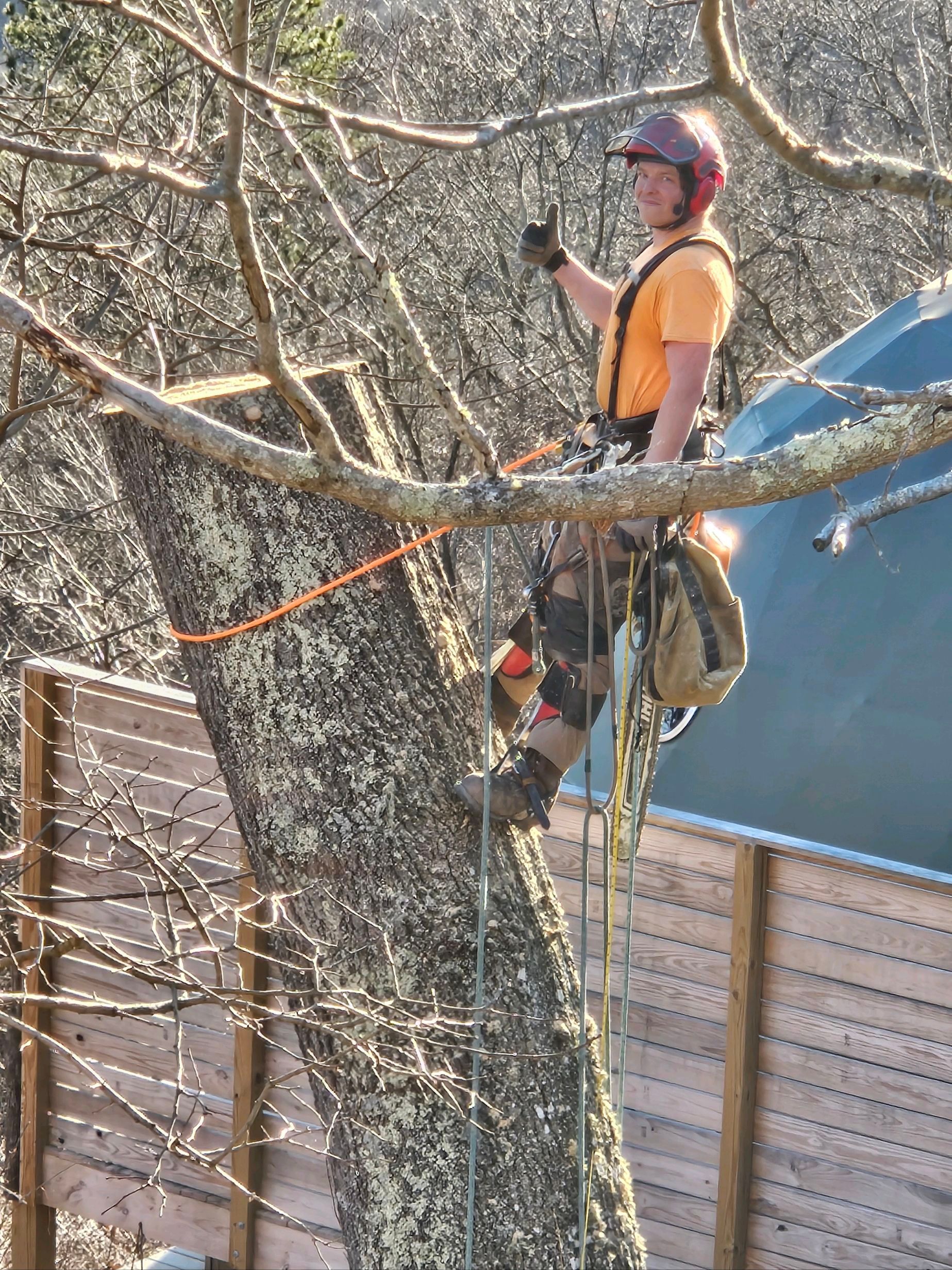 Arborist in orange shirt and helmet, high in a tree, removing a branch.