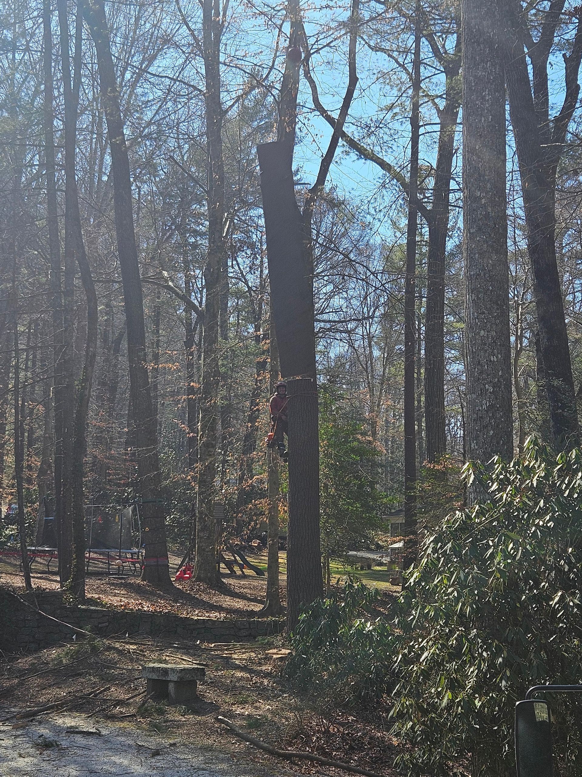 Trees in a forest, bare branches against a bright blue sky. Sunlight illuminates the scene.