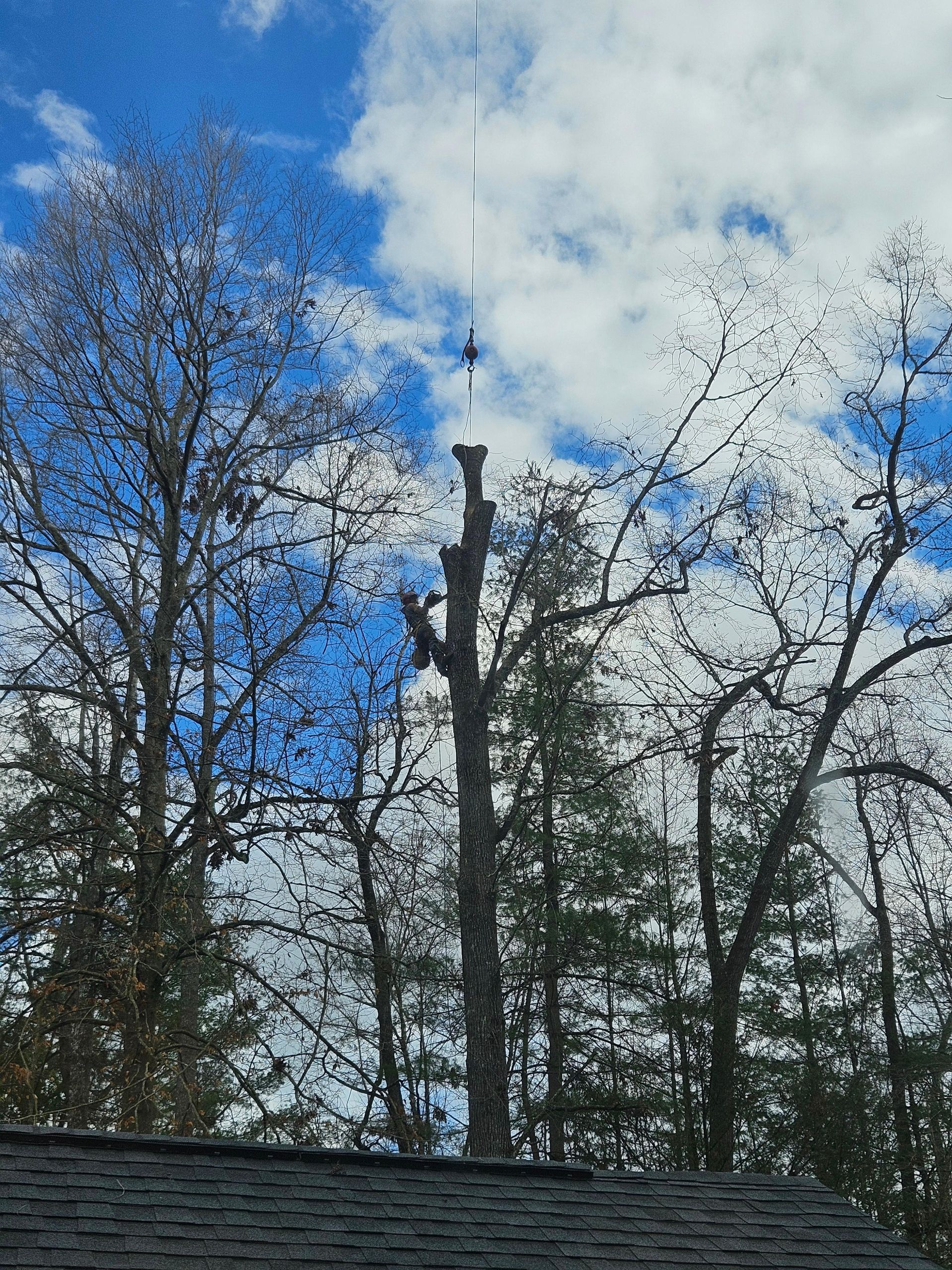 A tree being trimmed by a person with equipment, against a blue sky with clouds.