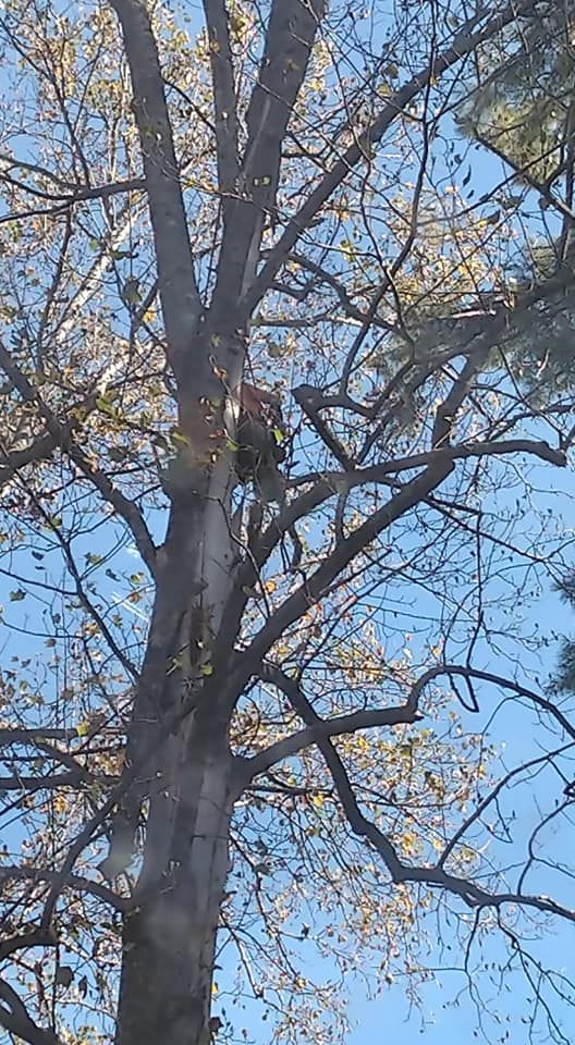 Brown bird perched in a tall tree against a blue sky, with some green foliage.