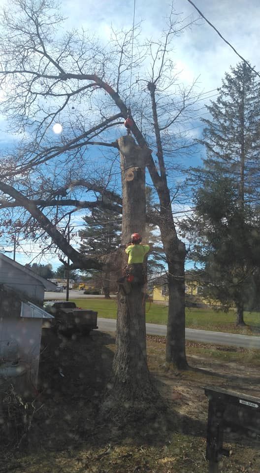 Arborist in a tree, cutting branches with a chainsaw. Blue sky, residential setting.