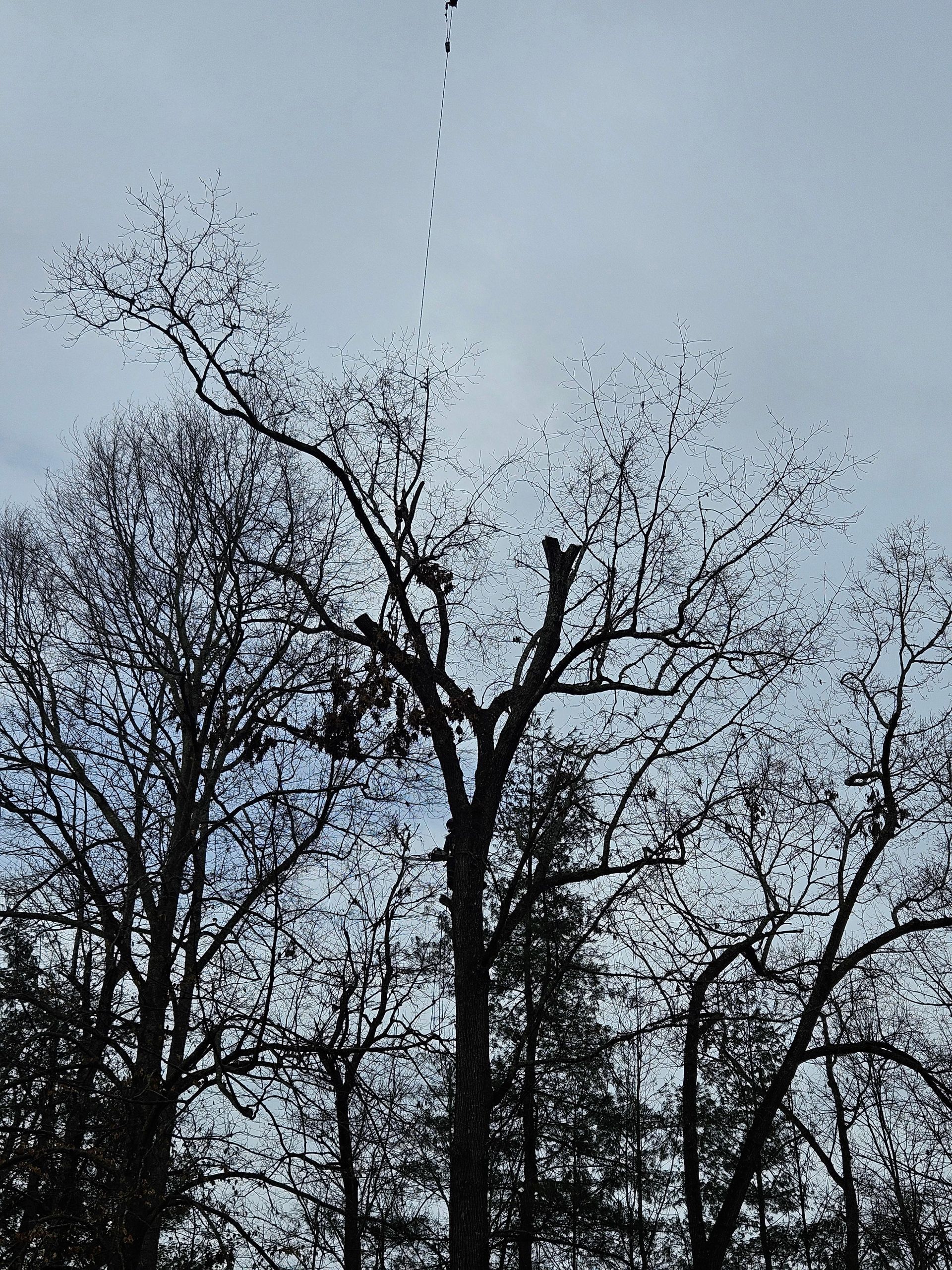 Bare tree branches reach towards a cloudy sky, with a line of dots descending from above.