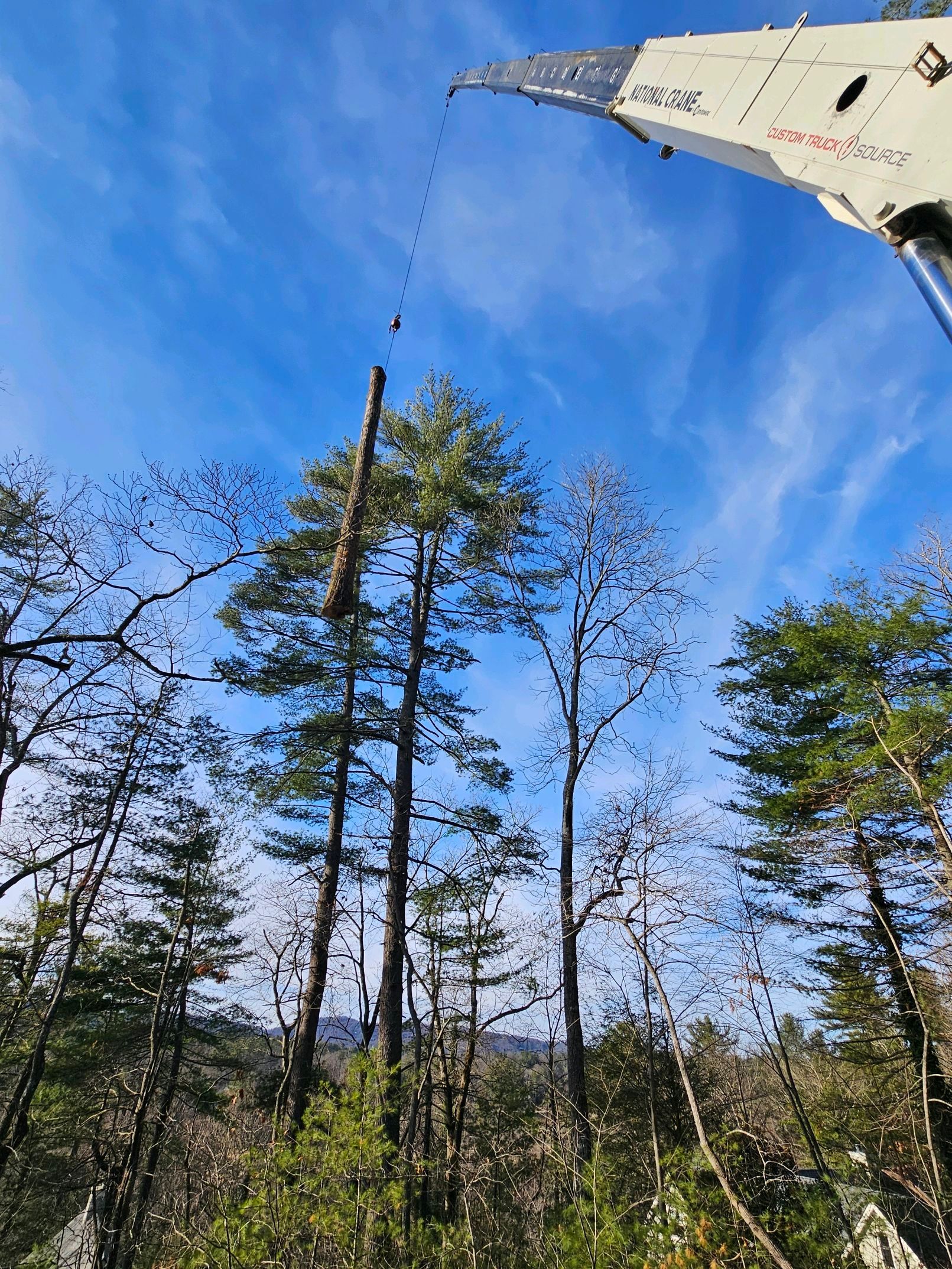 Crane removing a tall tree against a blue sky. Forest setting.