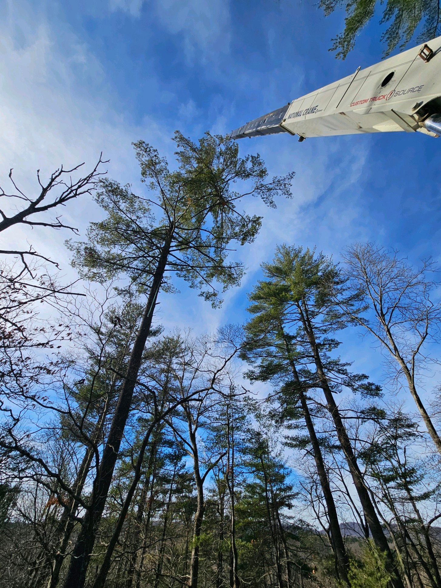 Tall trees reach towards a blue sky; an industrial crane arm is extended among them.