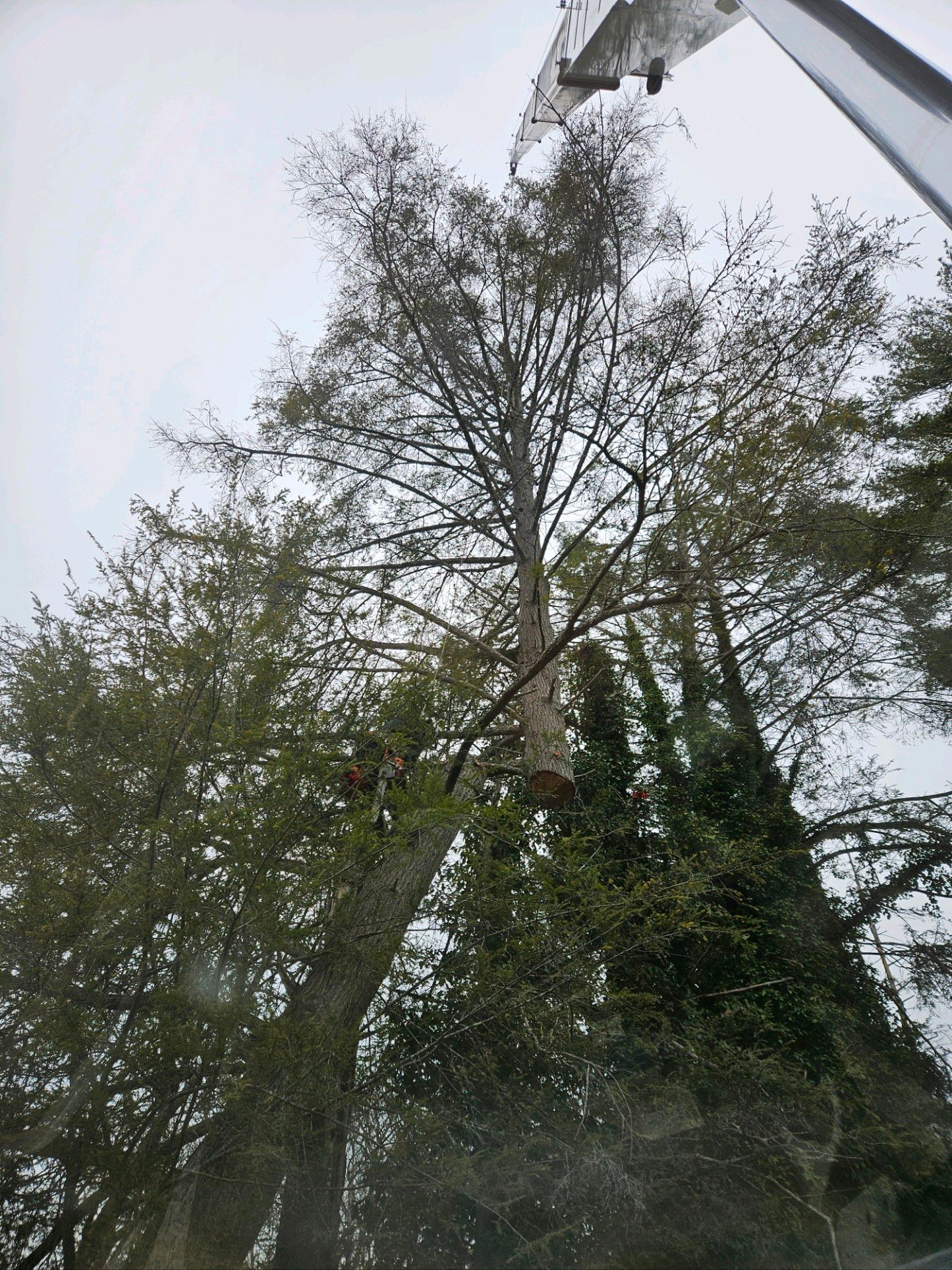 Tall trees under a cloudy sky, with some green foliage and branches.
