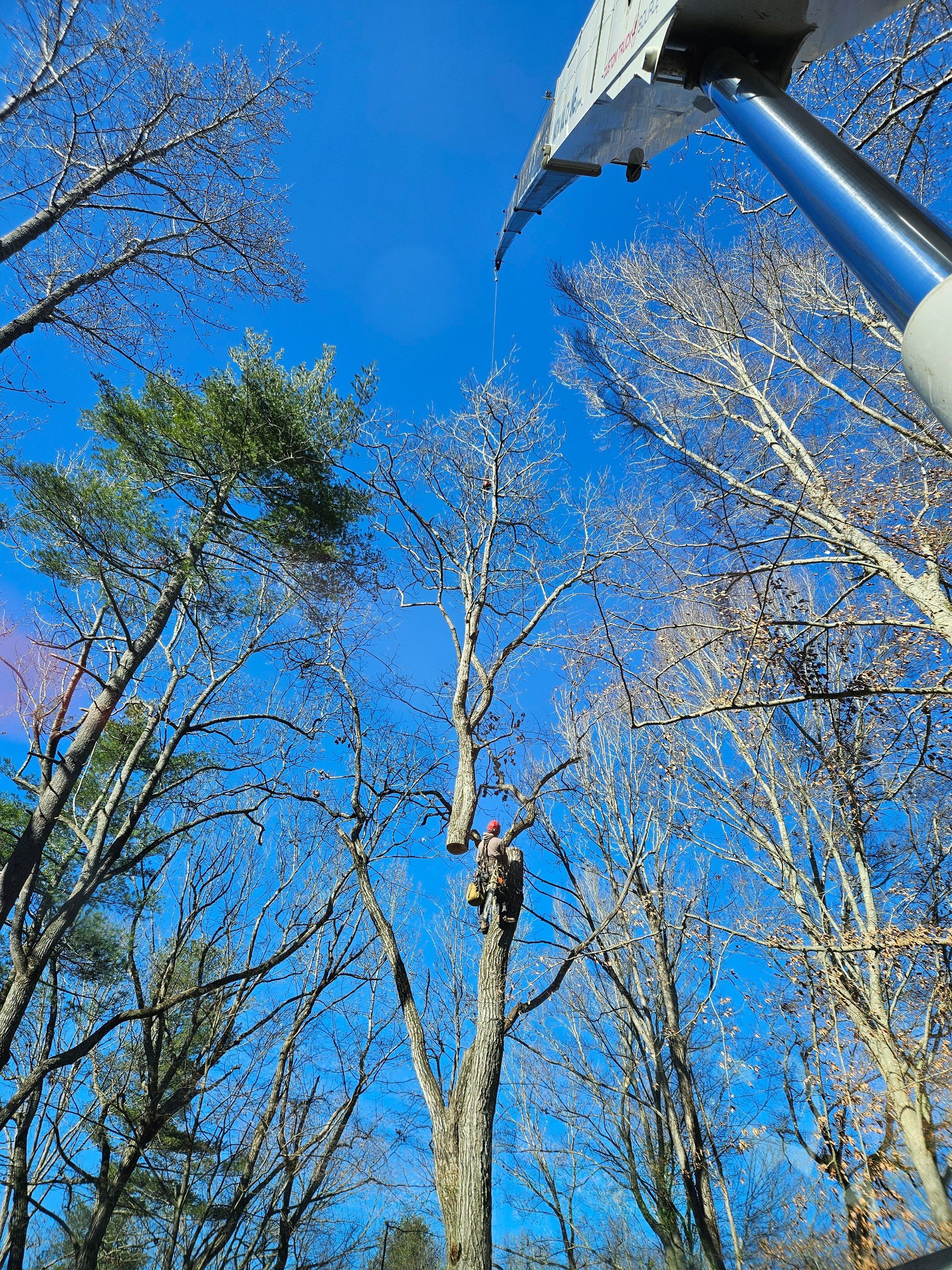 Man in tree being trimmed by a lift, with a bright blue sky and leafless branches.
