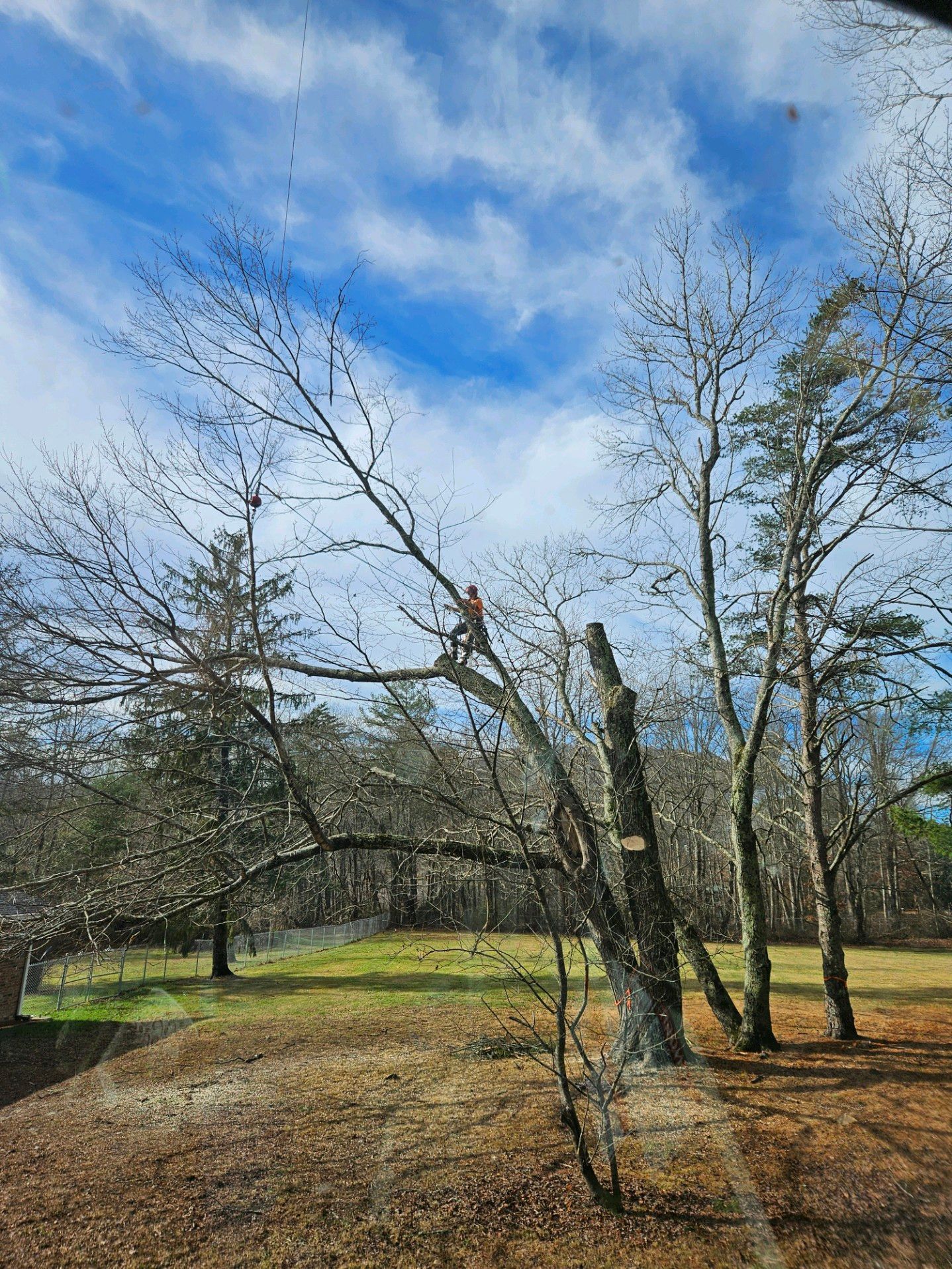 Man trimming tree branches on a sunny day; outdoors.