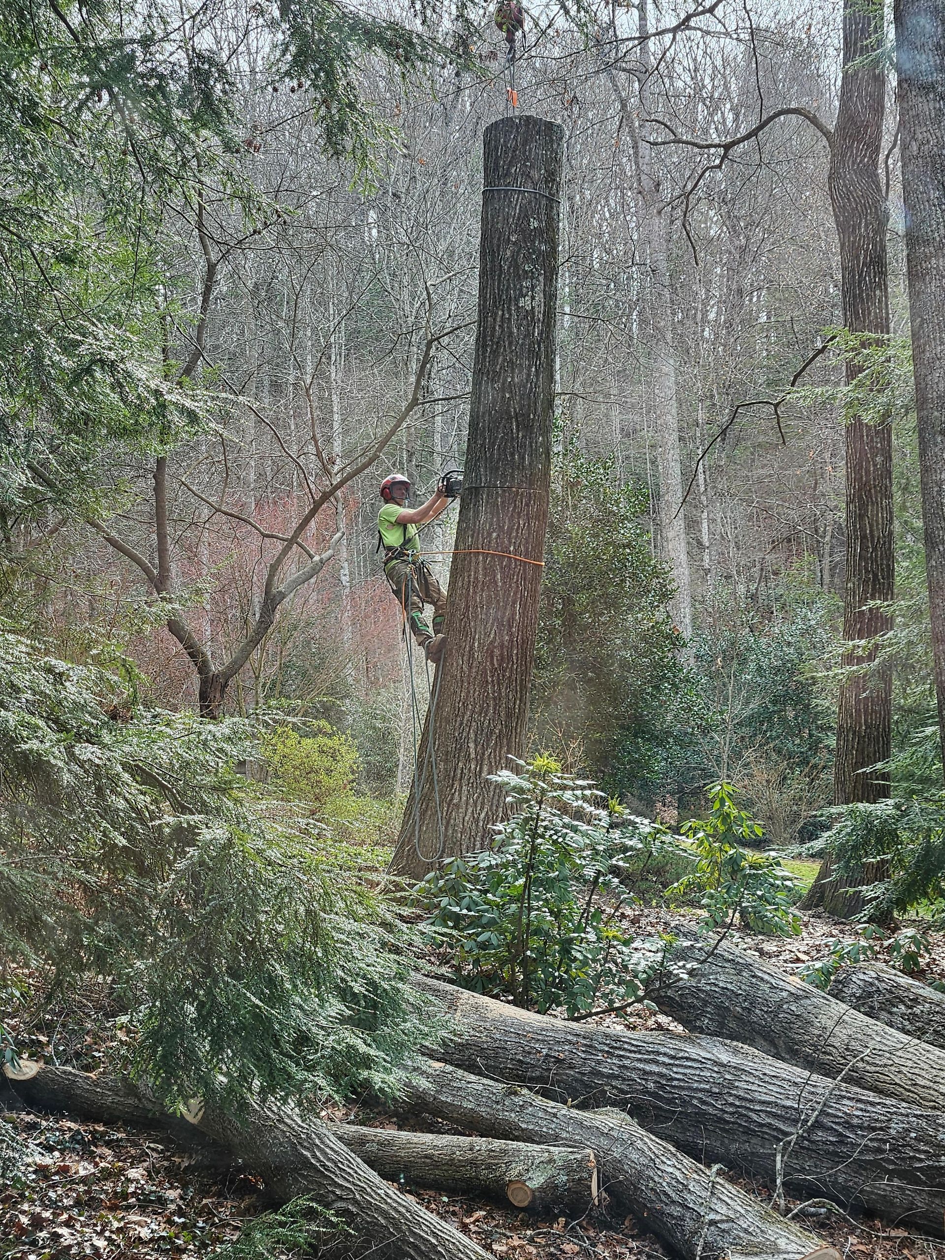 Arborist in safety gear using a chainsaw to fell a tall tree in a wooded area; cut logs on the ground.