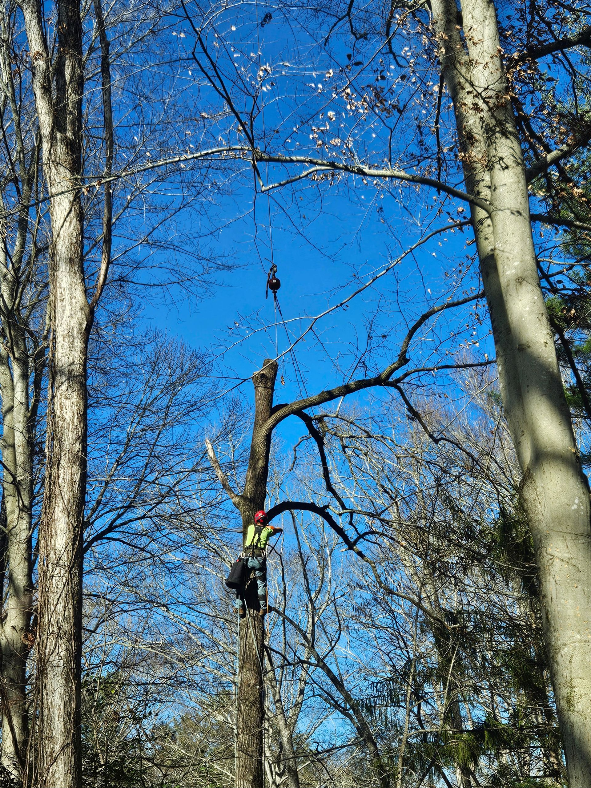 Man in tree trimming branches, blue sky above.