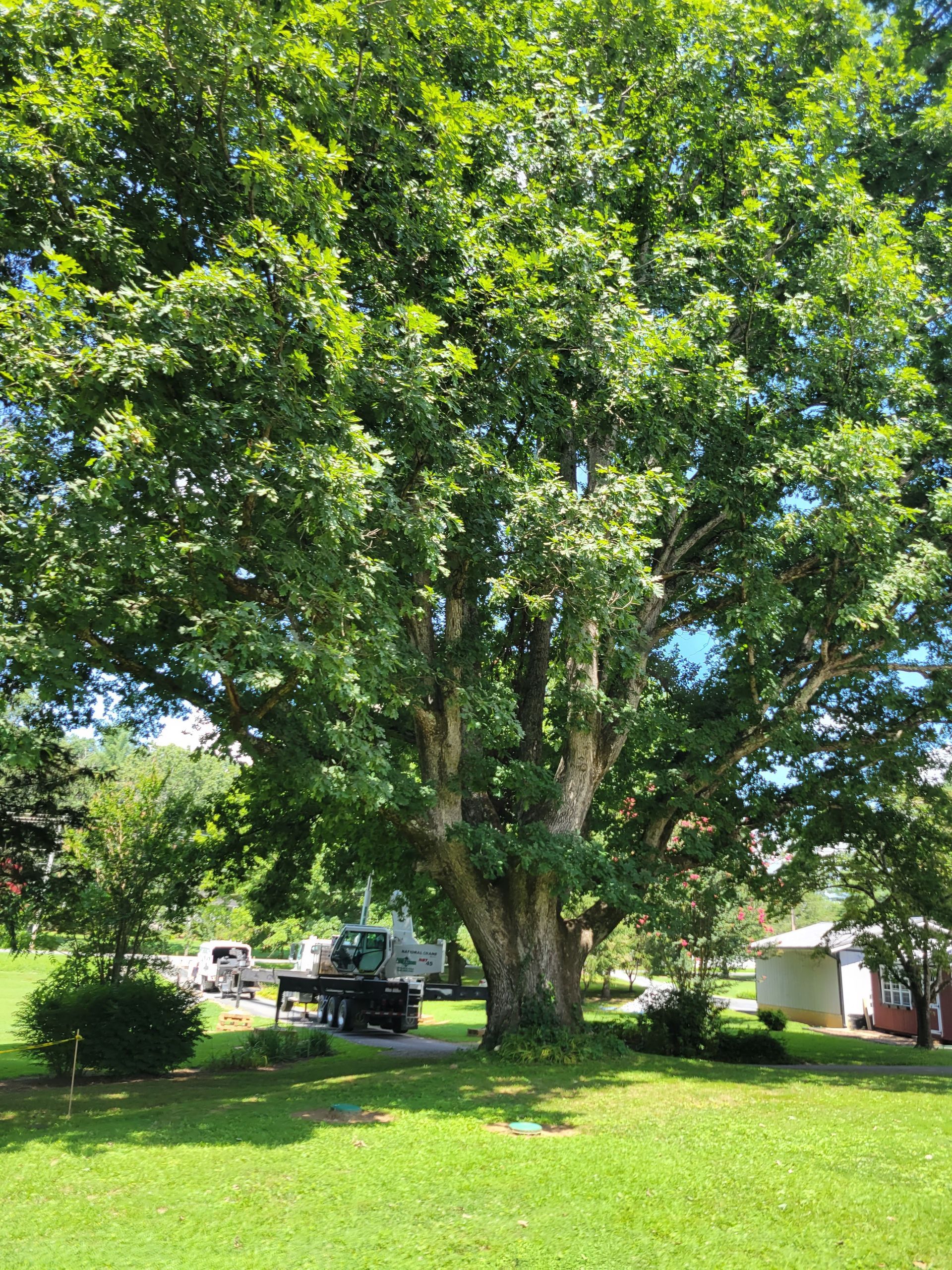 Large leafy tree in a grassy yard, with vehicles and houses in the background under a blue sky.
