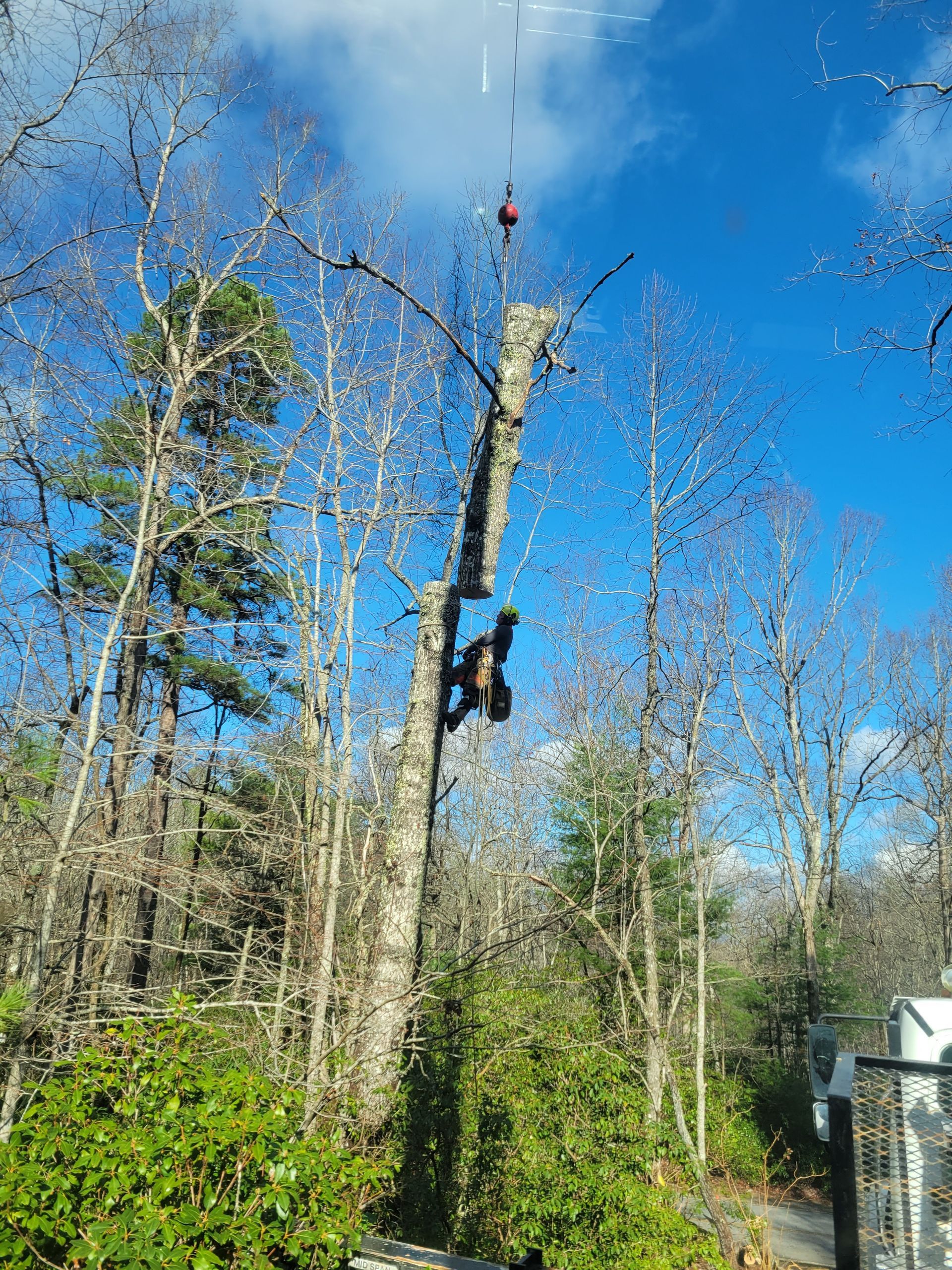 Person climbing a wooden structure in a forest, bright blue sky above.