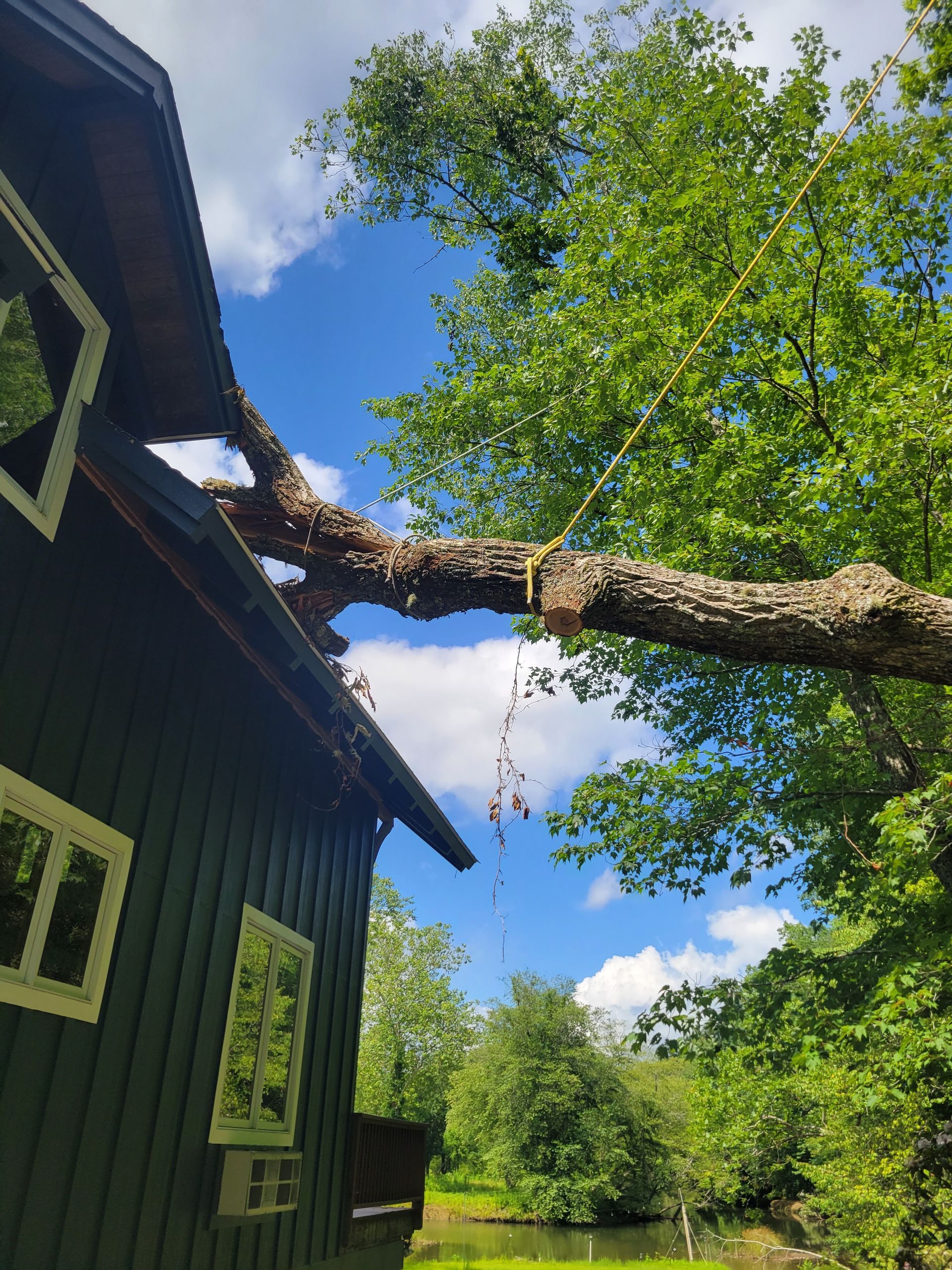 Tree branch fallen on green house roof, yellow rope attached.