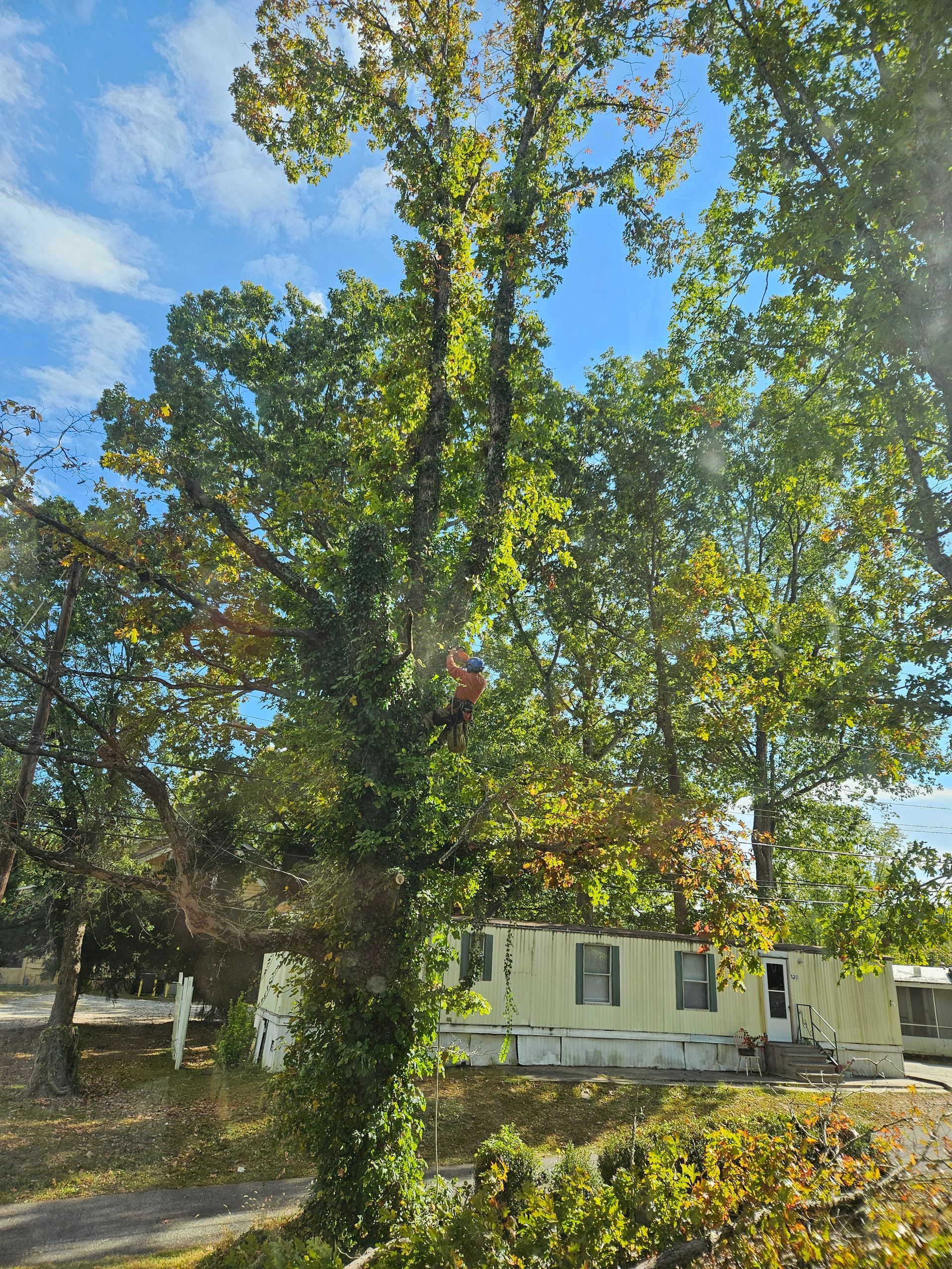 Green trees frame a mobile home under a blue, cloudy sky.