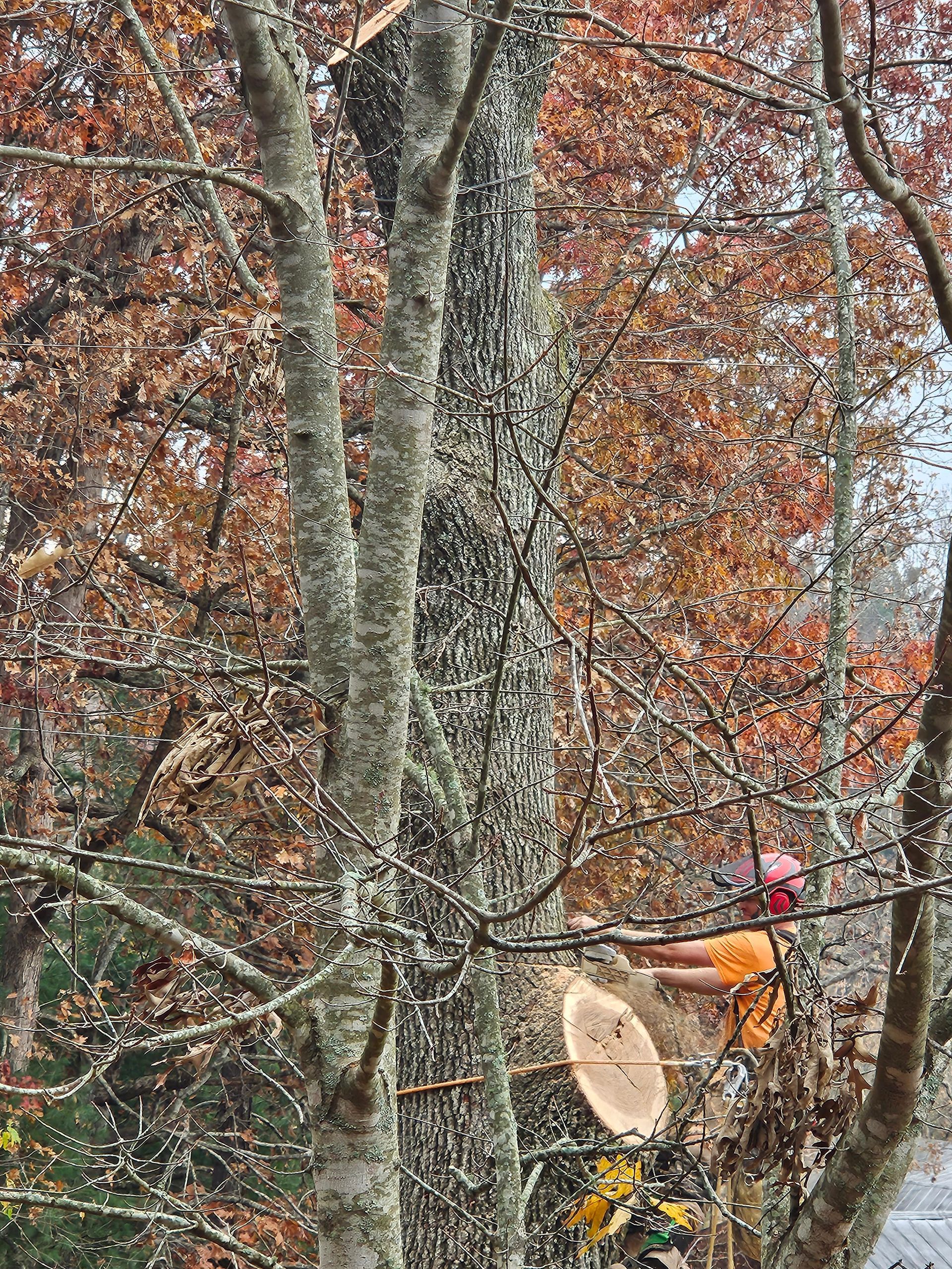 Tree trunk being cut with a chainsaw; orange safety gear visible, fall foliage in the background.