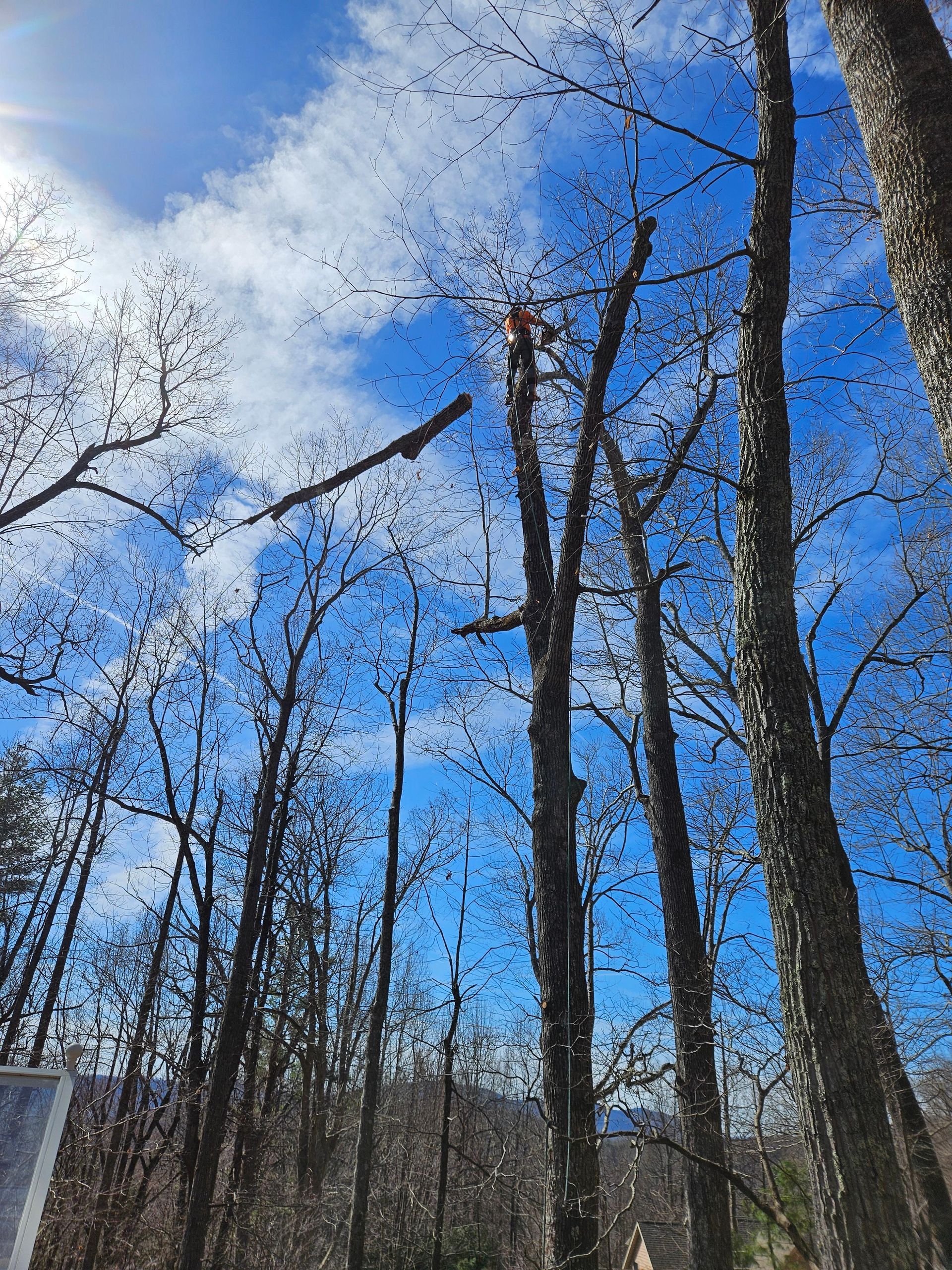 Person in orange safety gear trimming a tall tree against a blue sky, branches scattered.